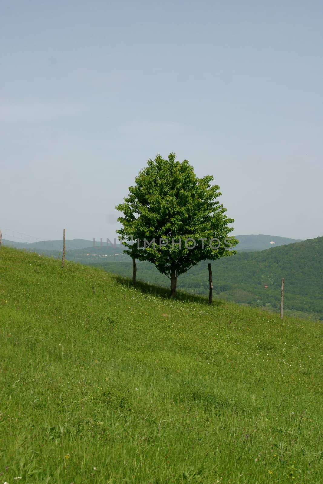 A small tree stand alone in a lush green field.