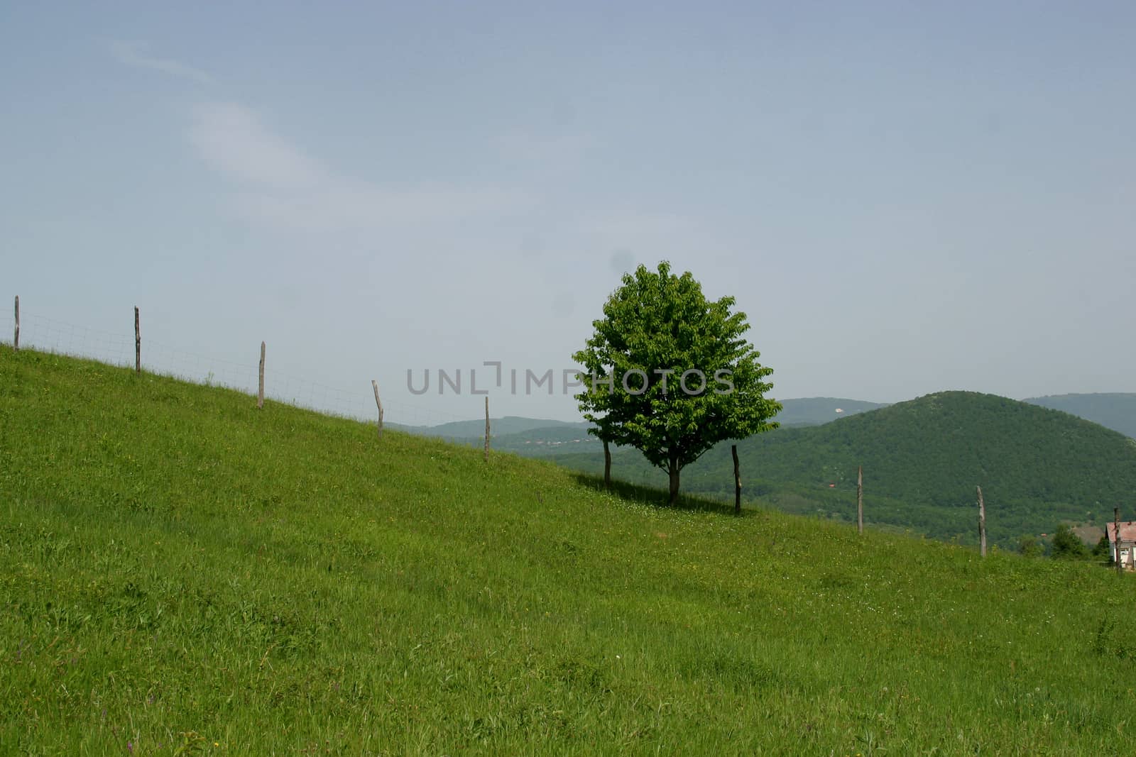 A small tree stand alone in a lush green field.