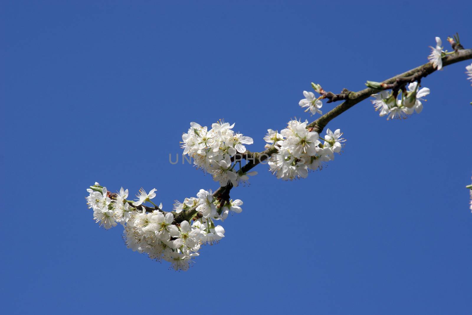 Close up of fruit flowers in the earliest springtime