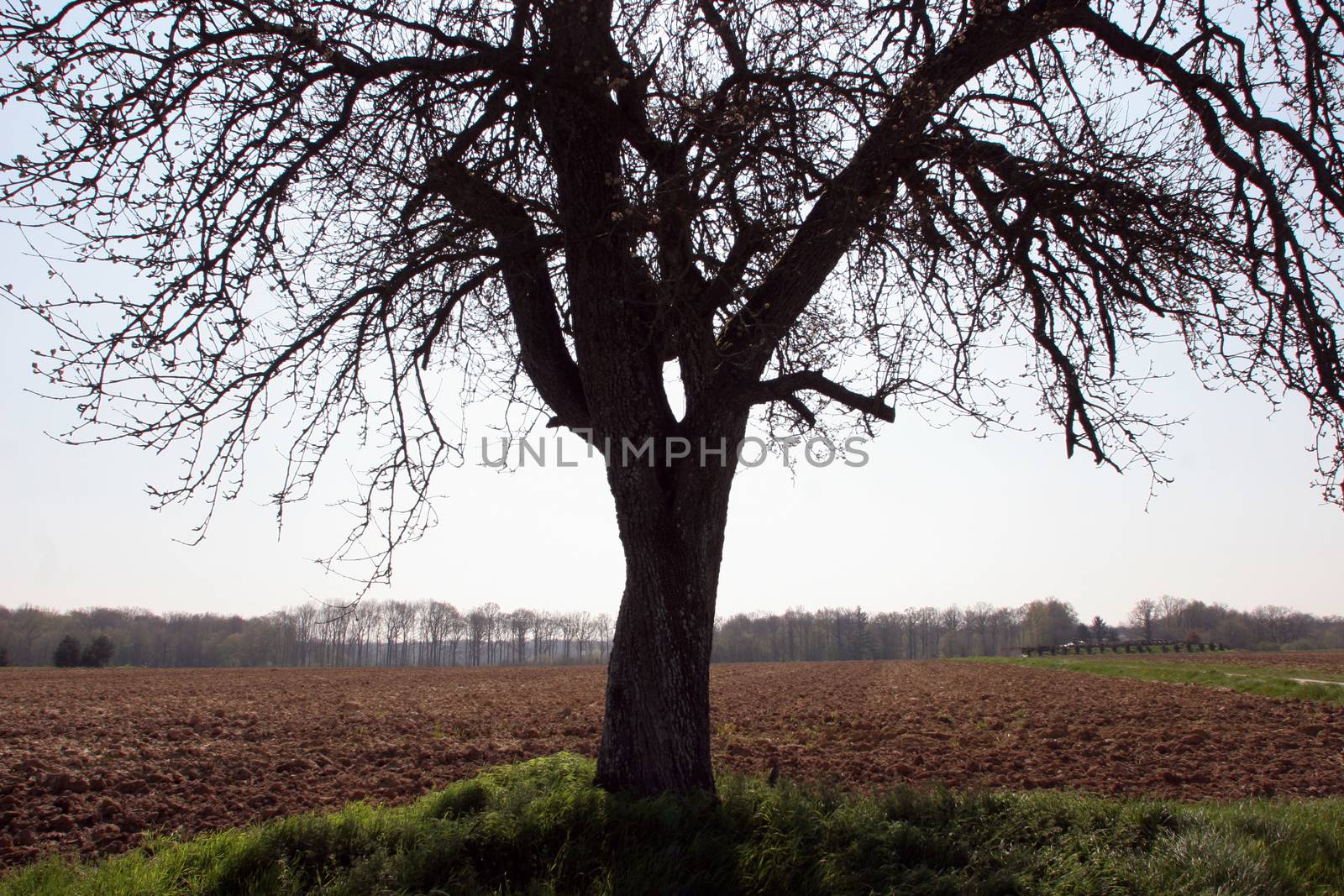 Tree in the field