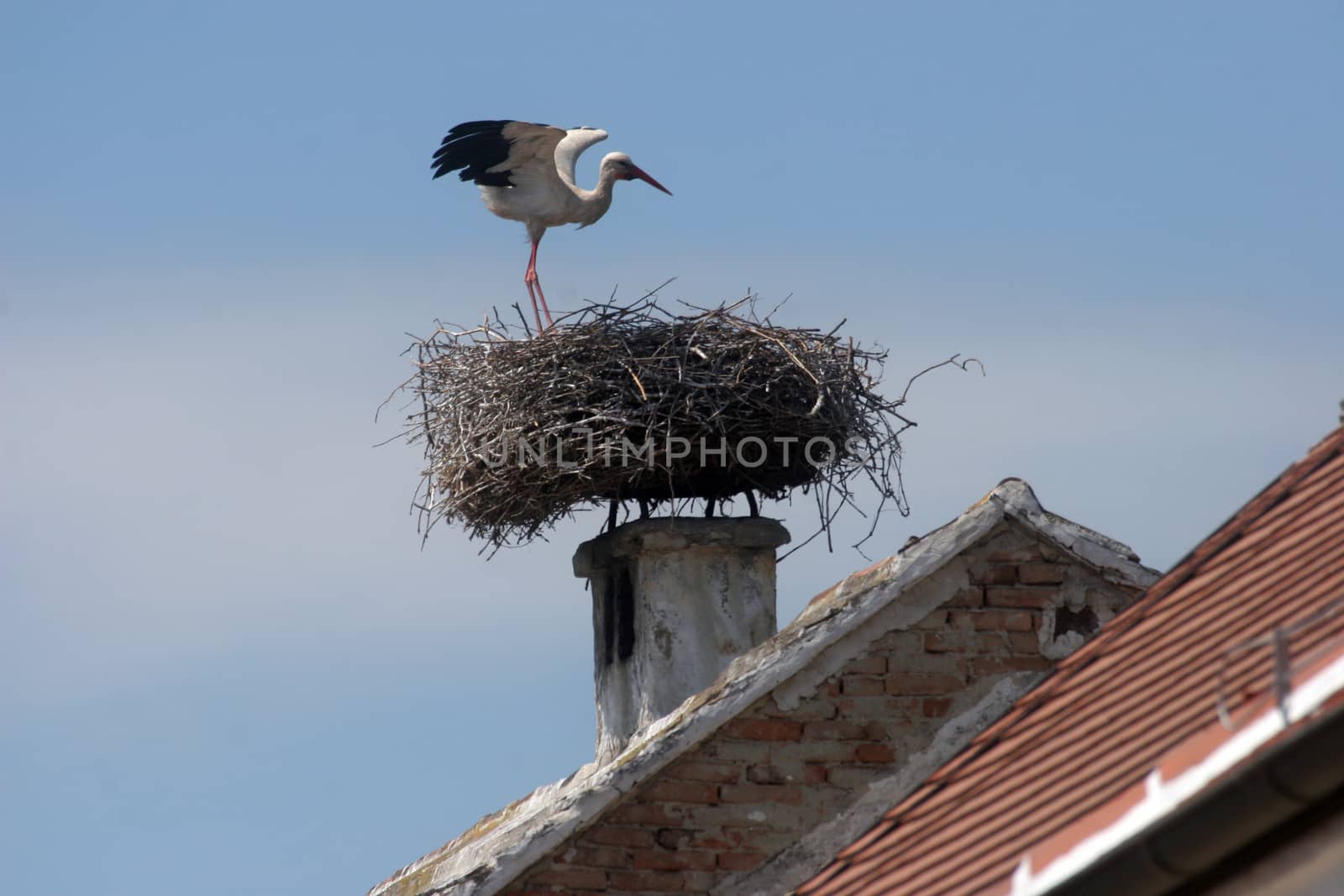 Stork in its nest over a clear blue backround