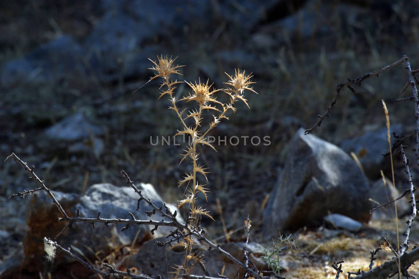 Thistle or bur