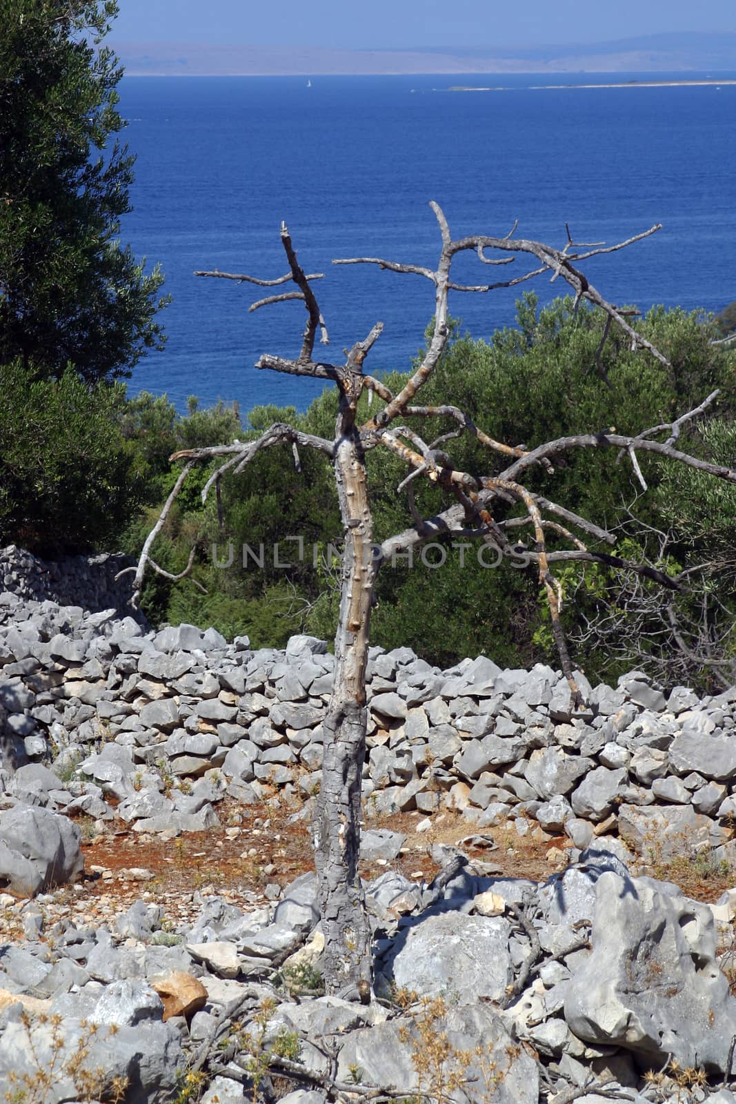 Dead tree