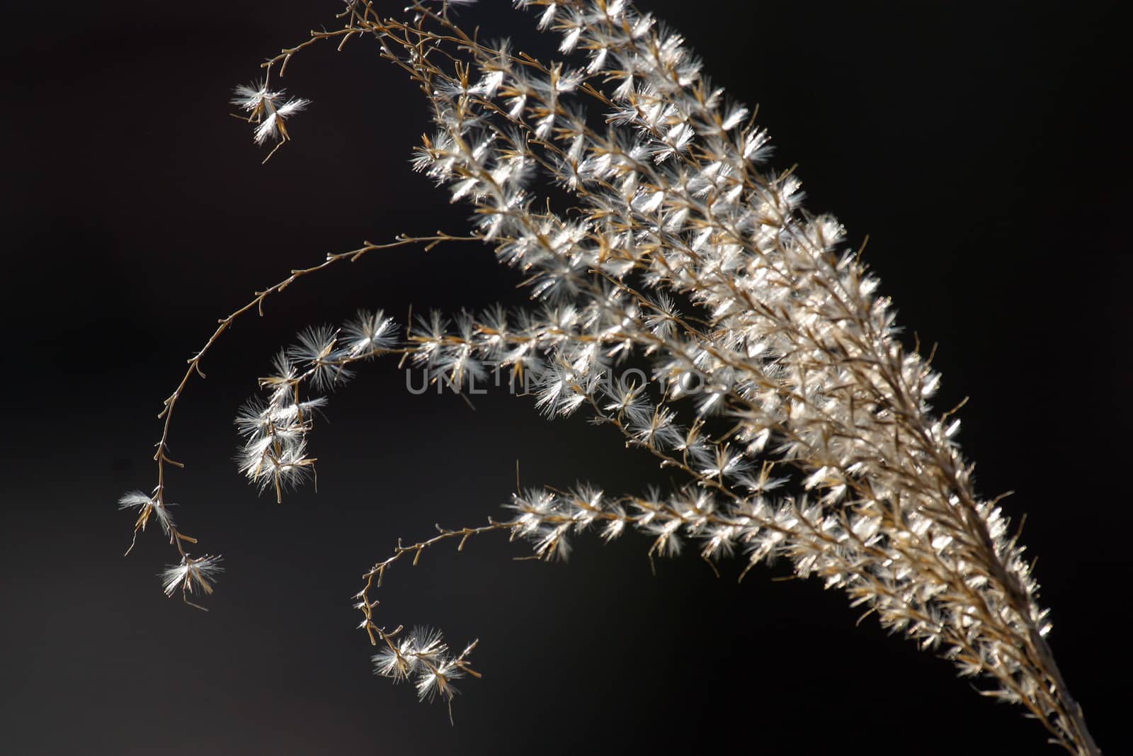 Dry grass on a dark background