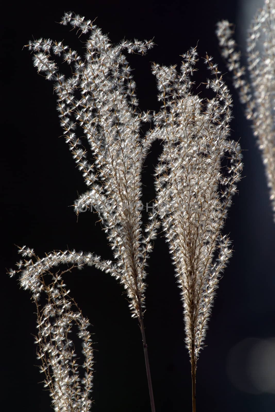 Dry grass on a dark background