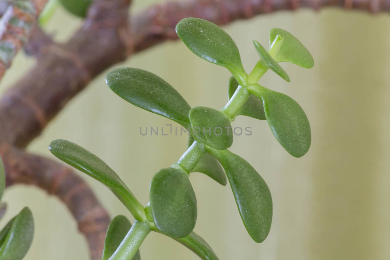 Green beautiful house plant leaves captured in macro.