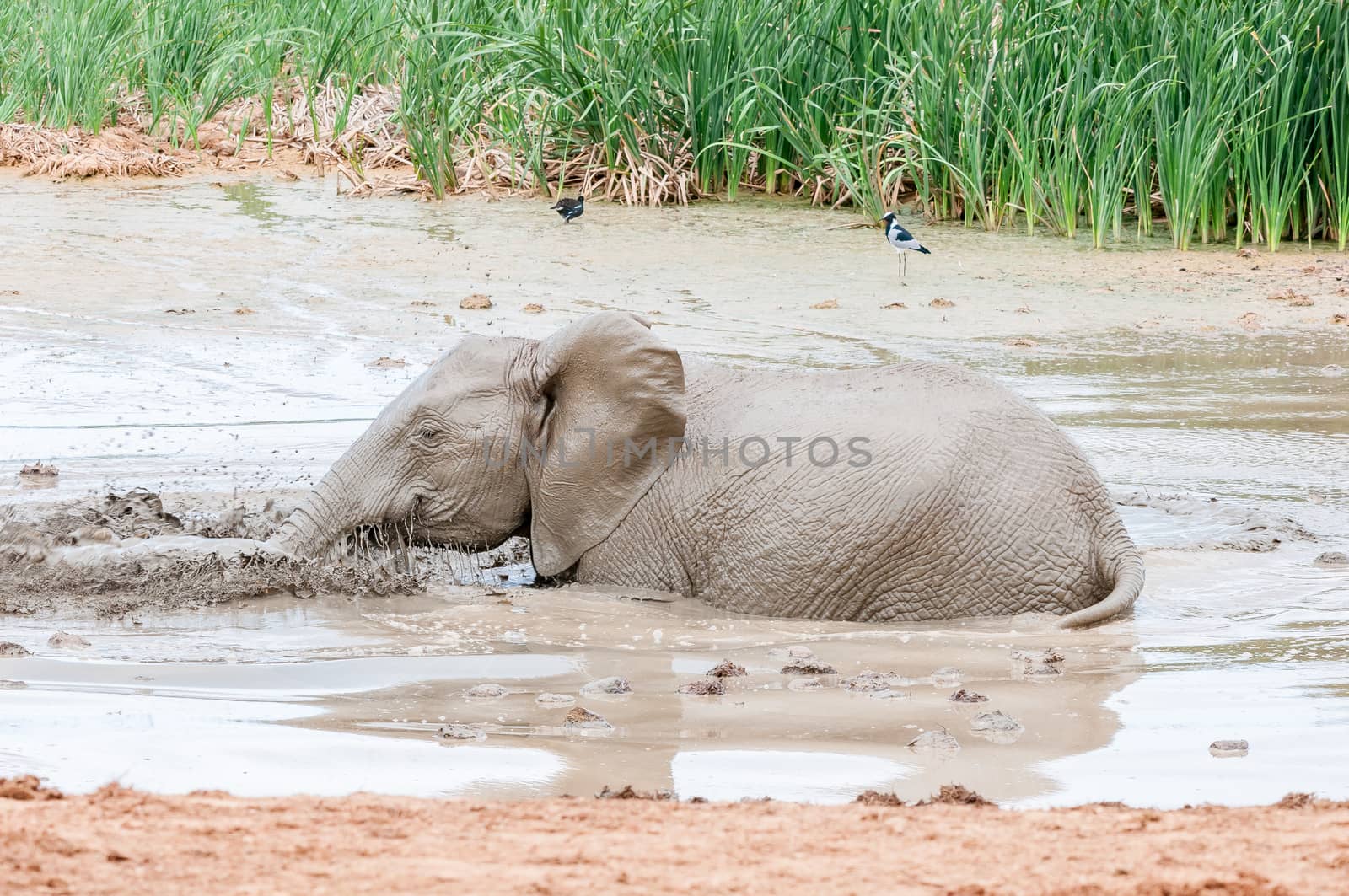 An African elephant calf, Loxodonta africana, playing in a muddy waterhole