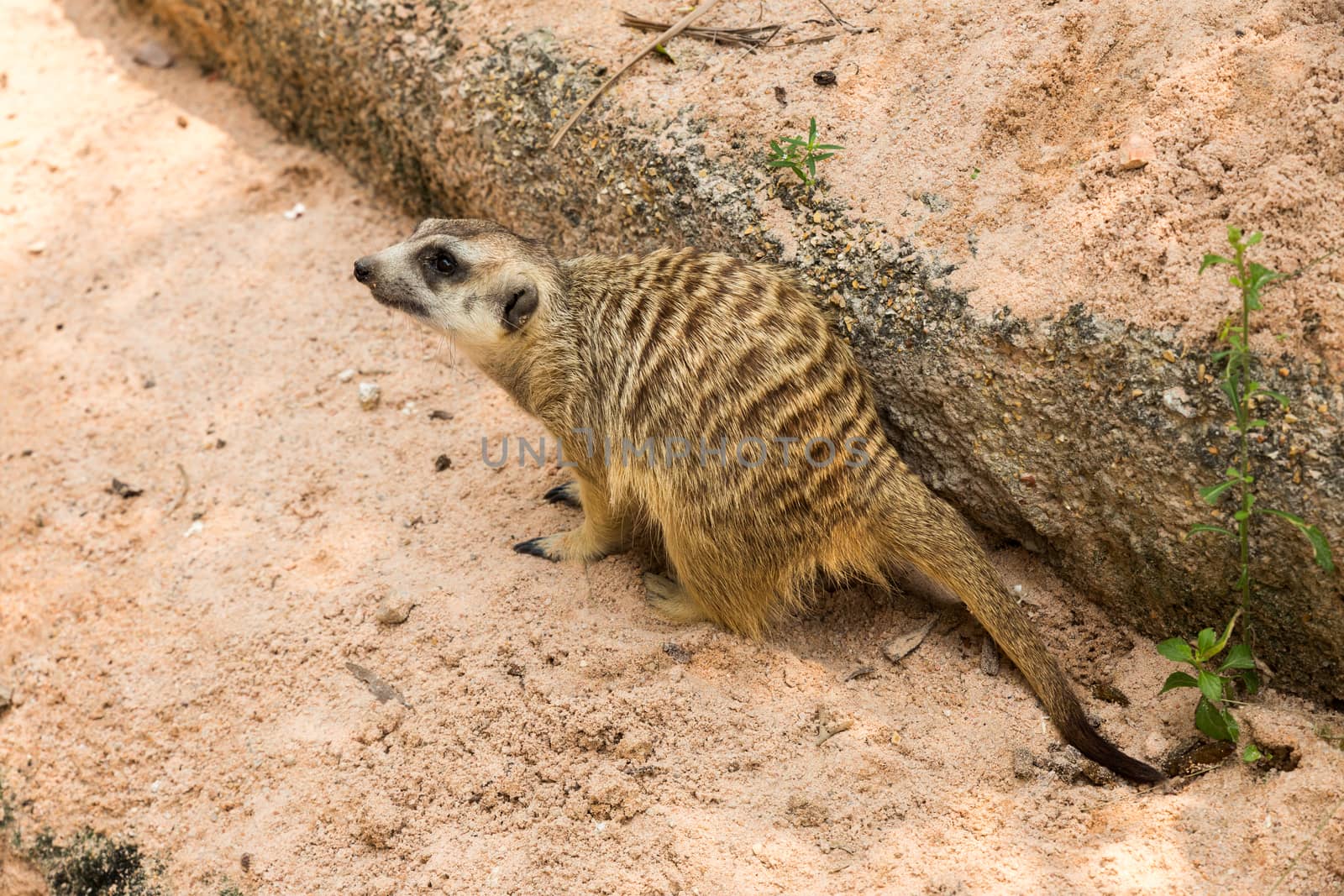 mongoose in the zoo sits on sand near the stone