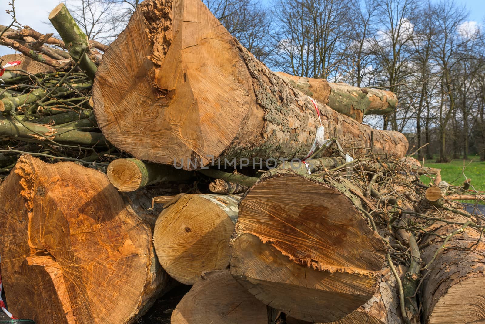 In the picture trunks of trees cut