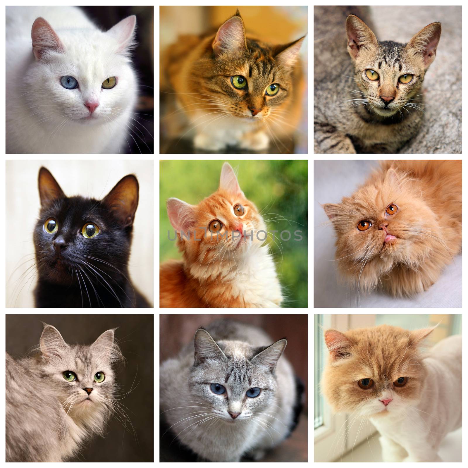 Portraits of cats by friday