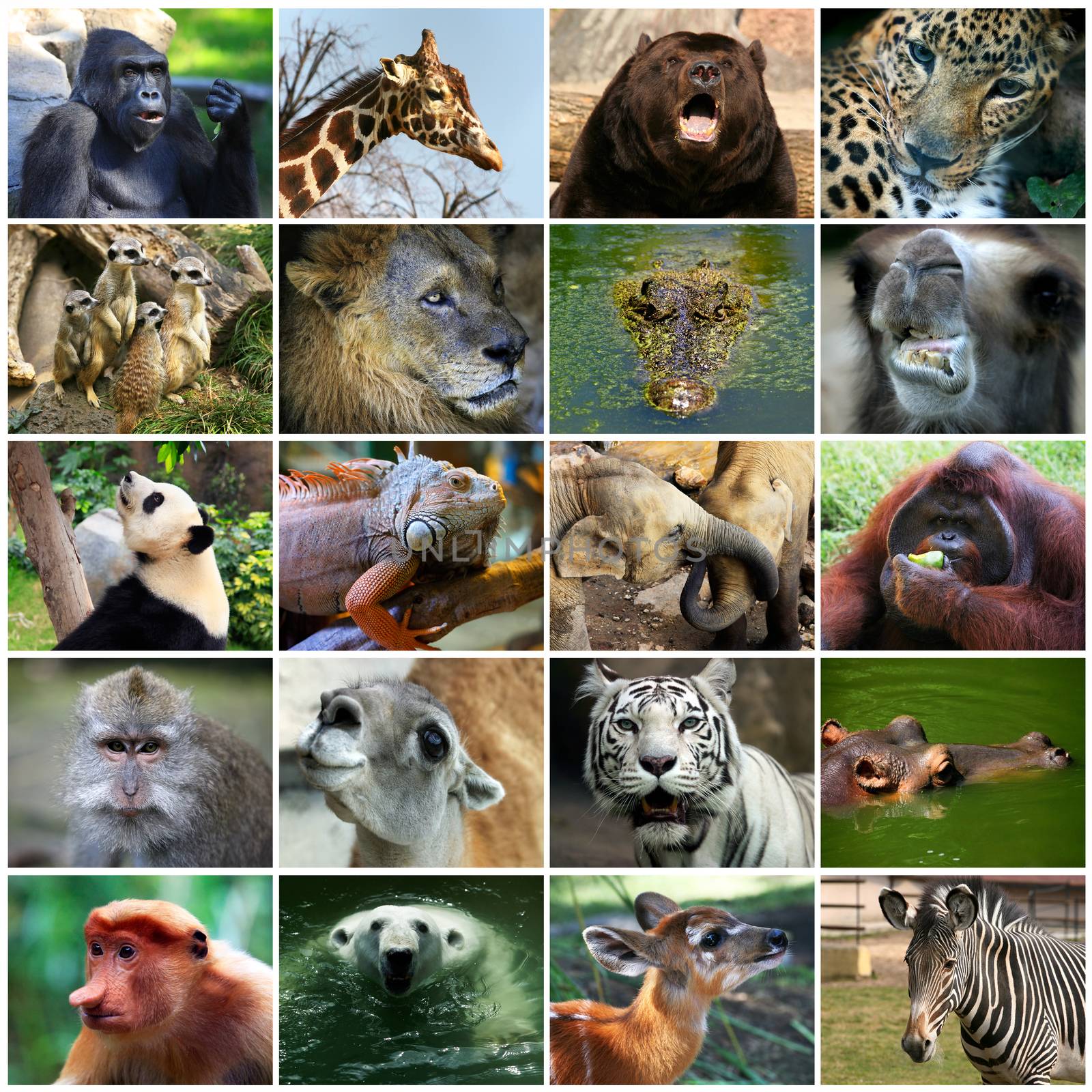 Collage with different animal faces.