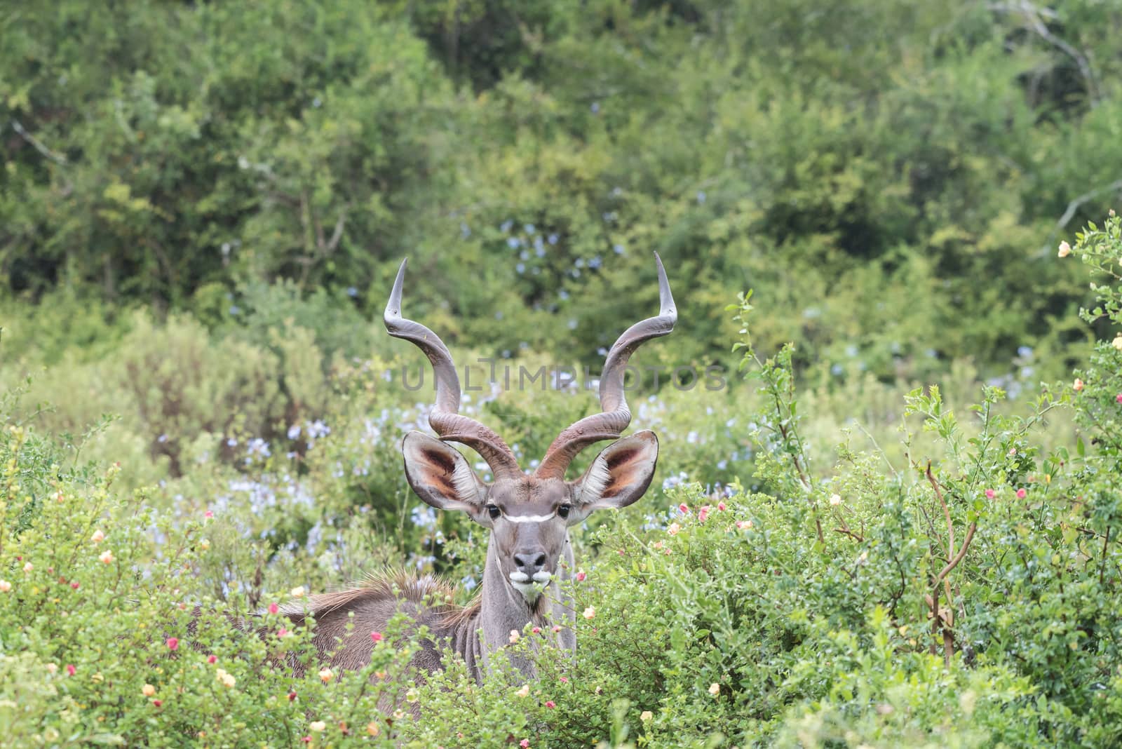 A large greater kudu bull, Tragelaphus strepsiceros, hiding between shrubs