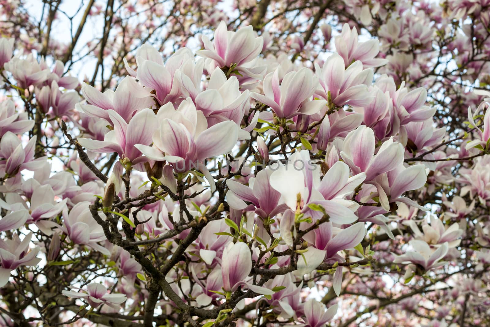 Blossom pink magnolia flowers by DNKSTUDIO