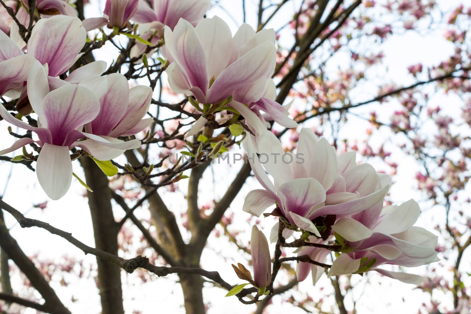 Blossom pink magnolia flowers