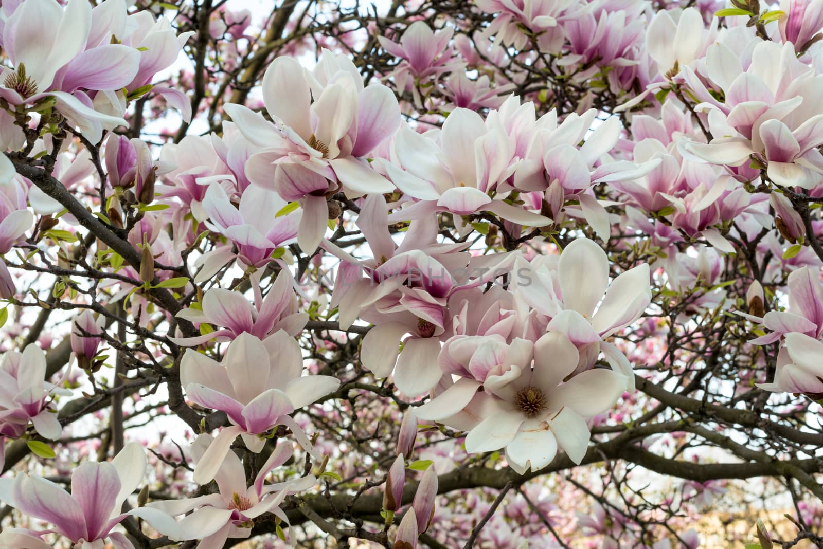 Blossom pink magnolia flowers