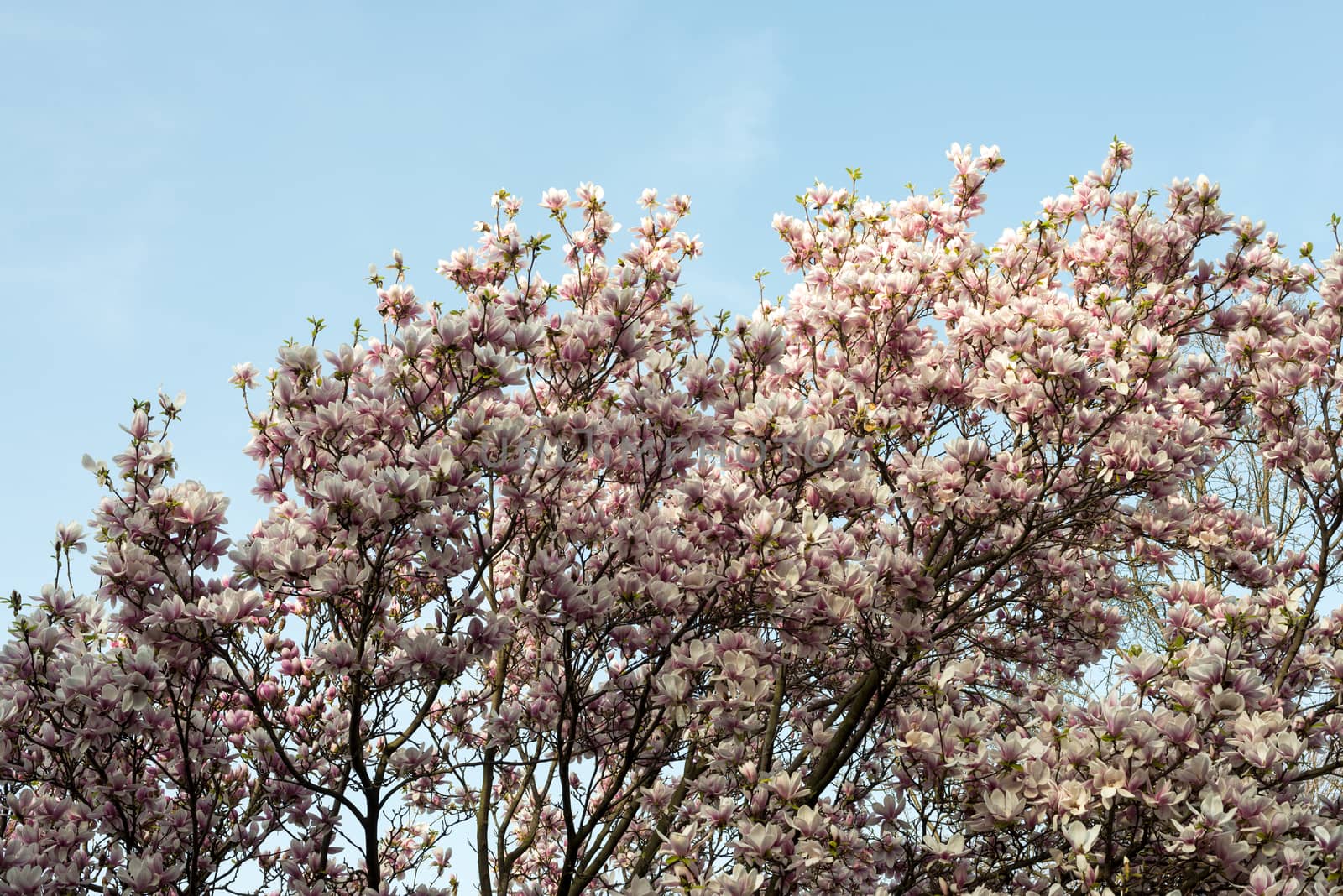Magnolia blossom tree in spring