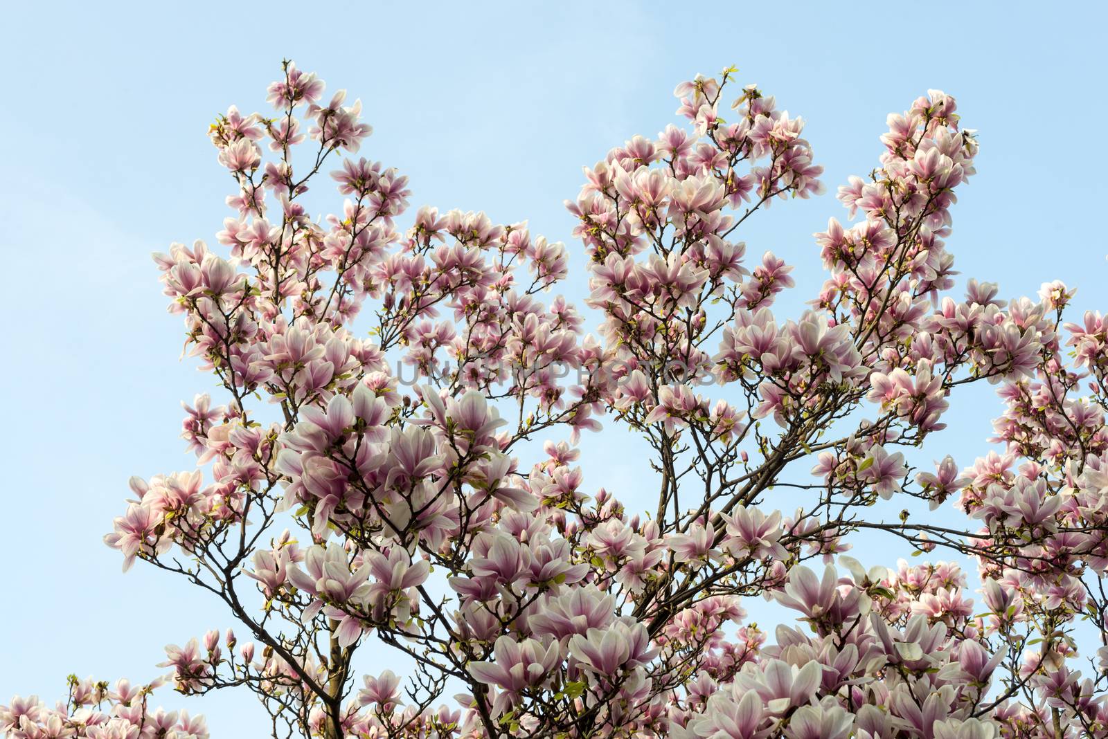 magnolia tree by DNKSTUDIO
