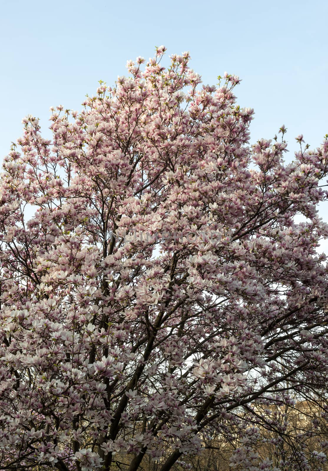 Magnolia blossom tree in spring