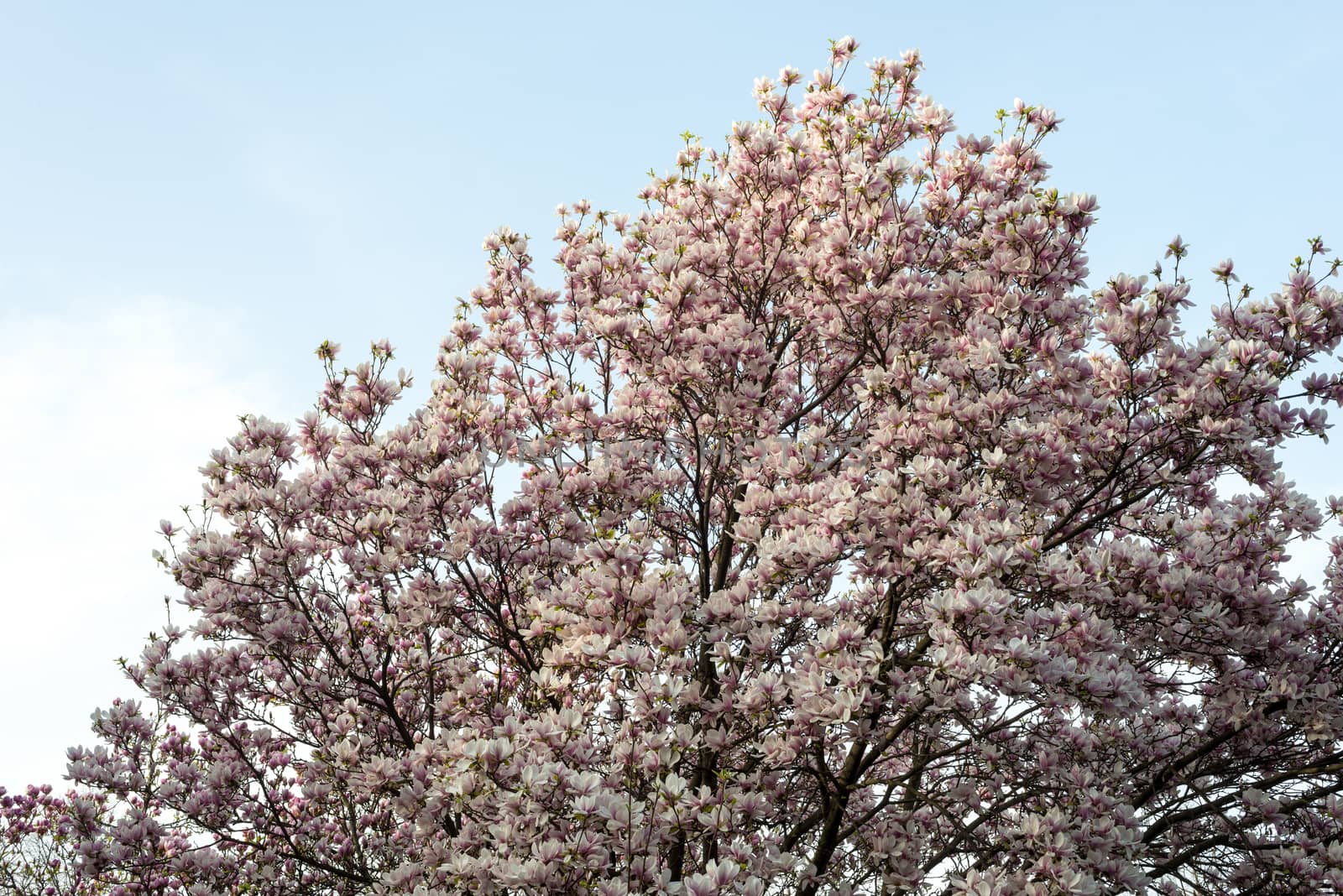 Magnolia blossom tree in spring by DNKSTUDIO