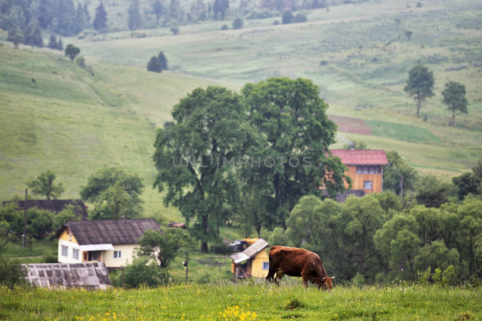 green meadows in a hills with a cow