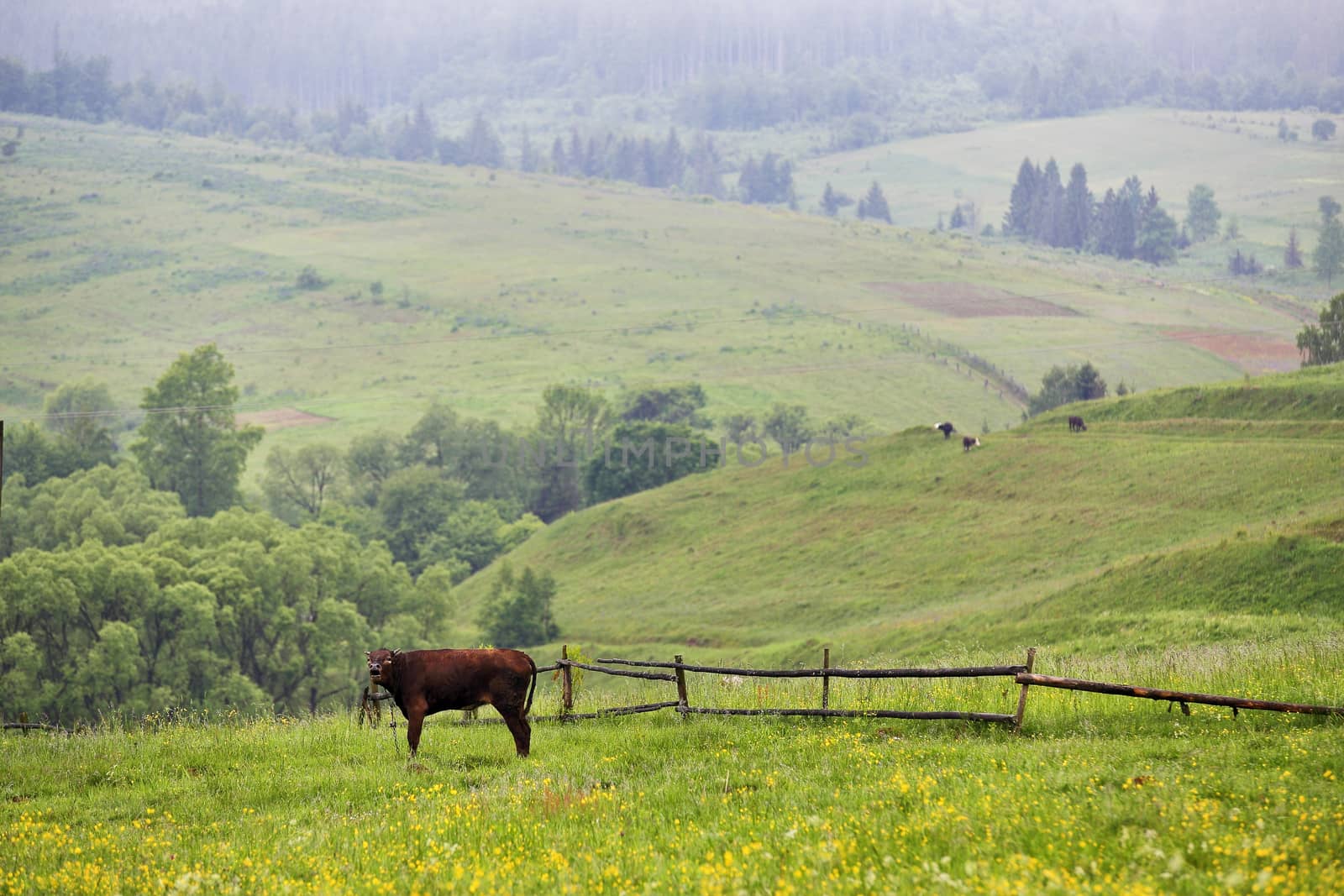 green meadows in a hills with a cow by weise_maxim