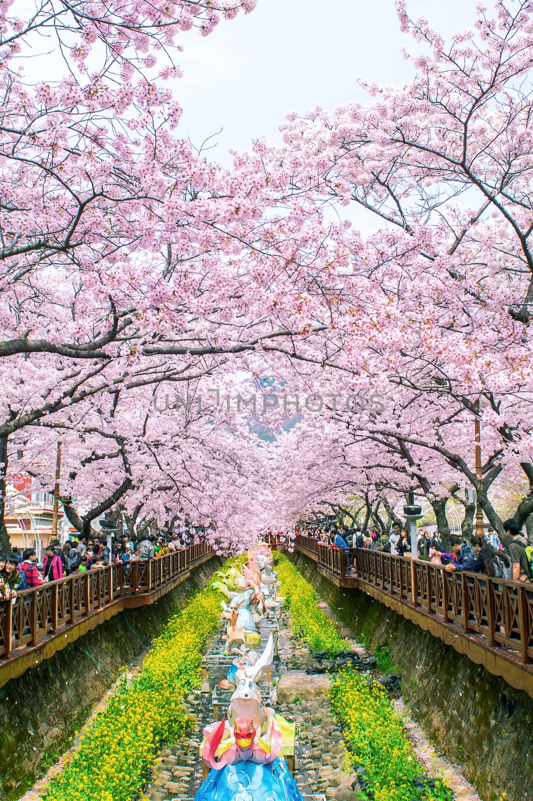 JINHAE,KOREA - APRIL 4 : Jinhae Gunhangje Festival is the largest cherry blossom festival in Korea.Tourists taking photos of the beautiful scenery around Jinhae,Korea on April 4,2015.