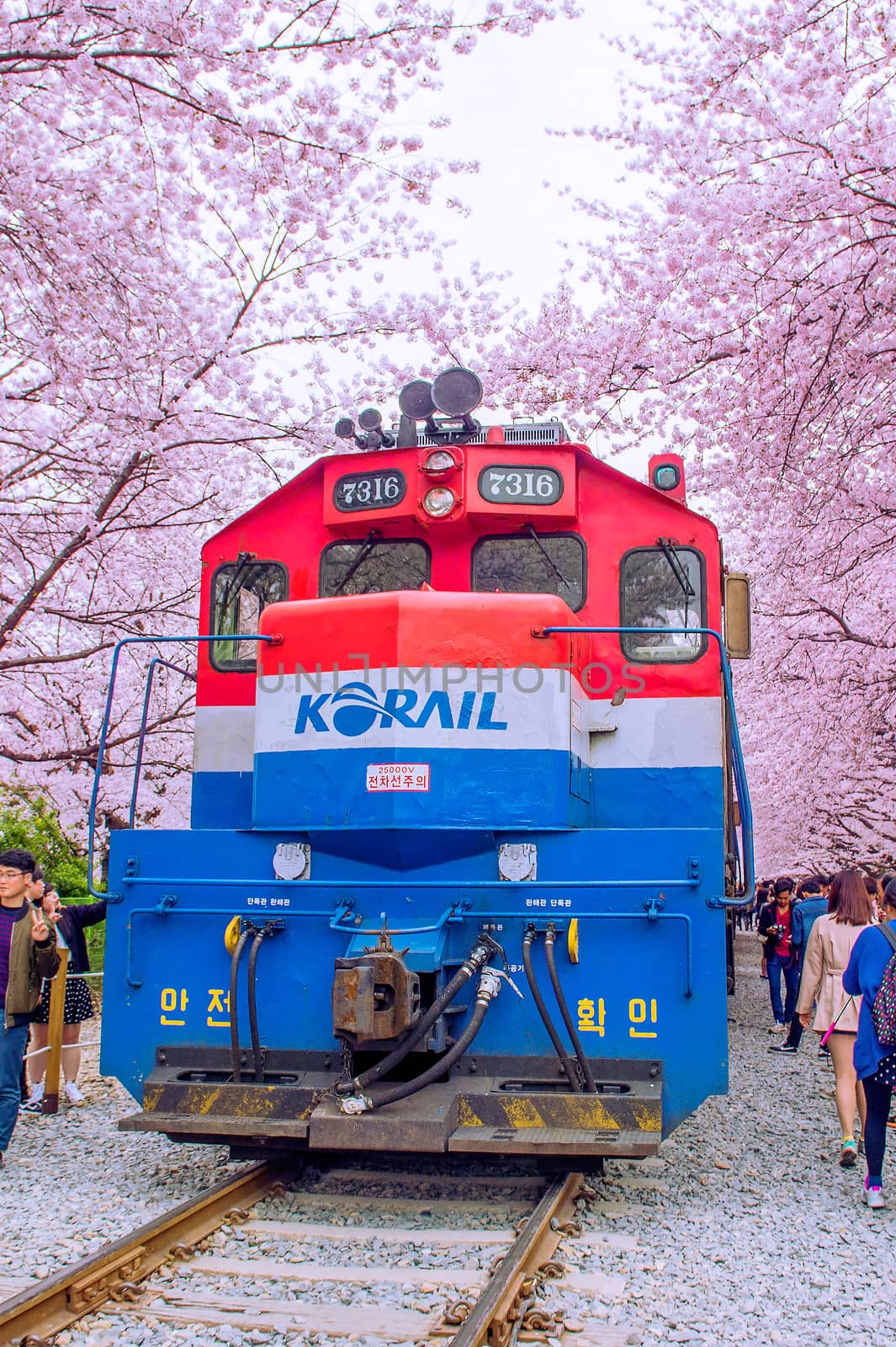 Jinhae Gunhangje Festival is the largest cherry blossom festival in Korea. by gutarphotoghaphy