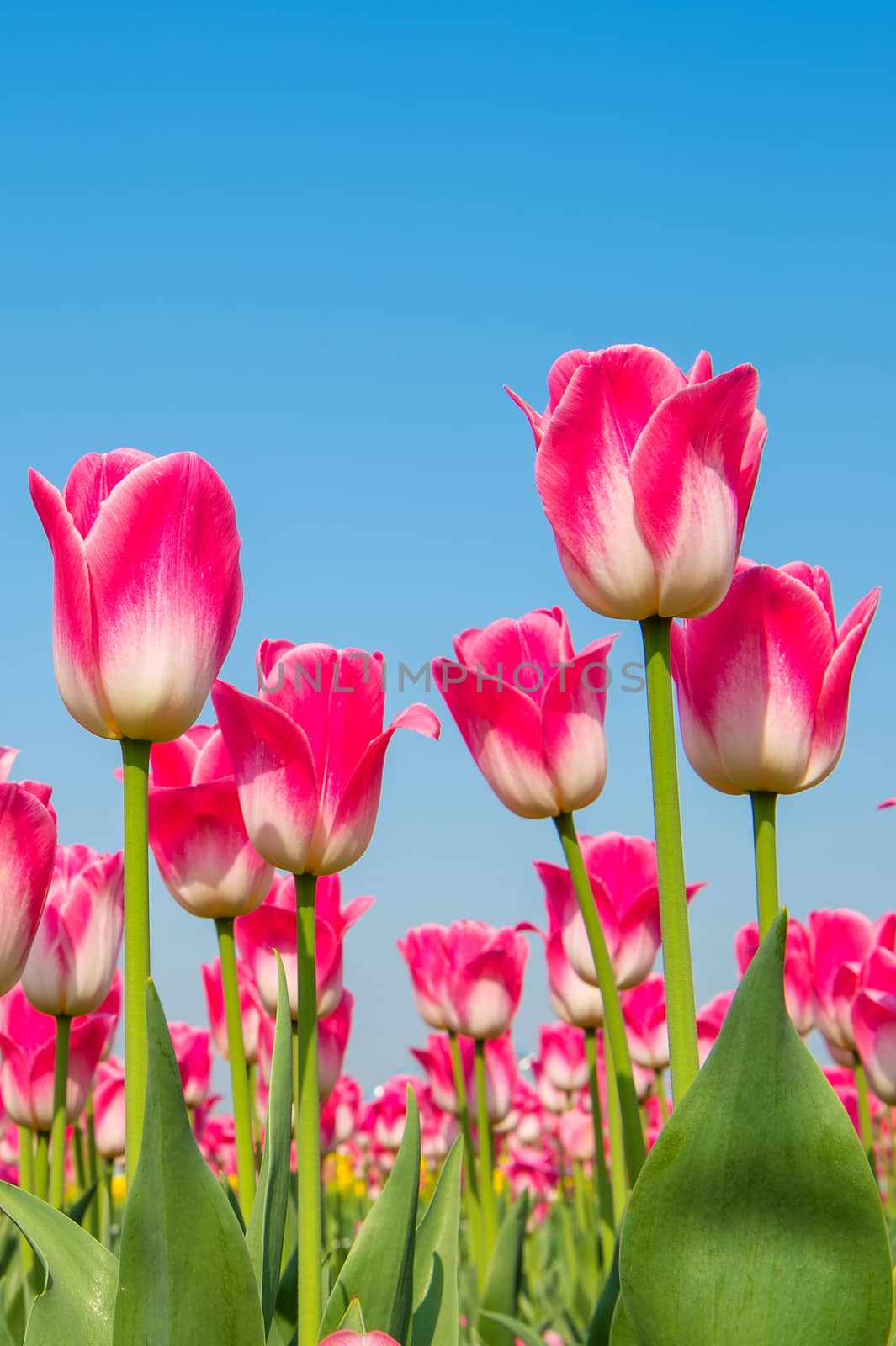 Colorful tulips, tulips in spring. by gutarphotoghaphy