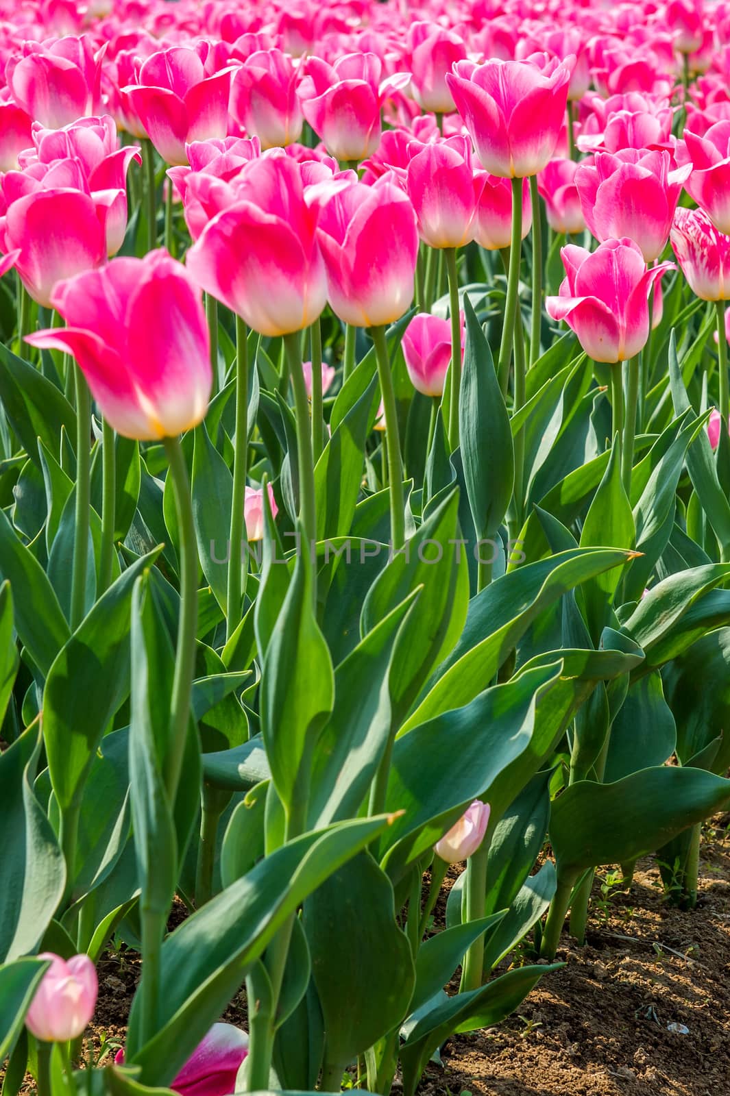 Colorful tulips, tulips in spring. by gutarphotoghaphy