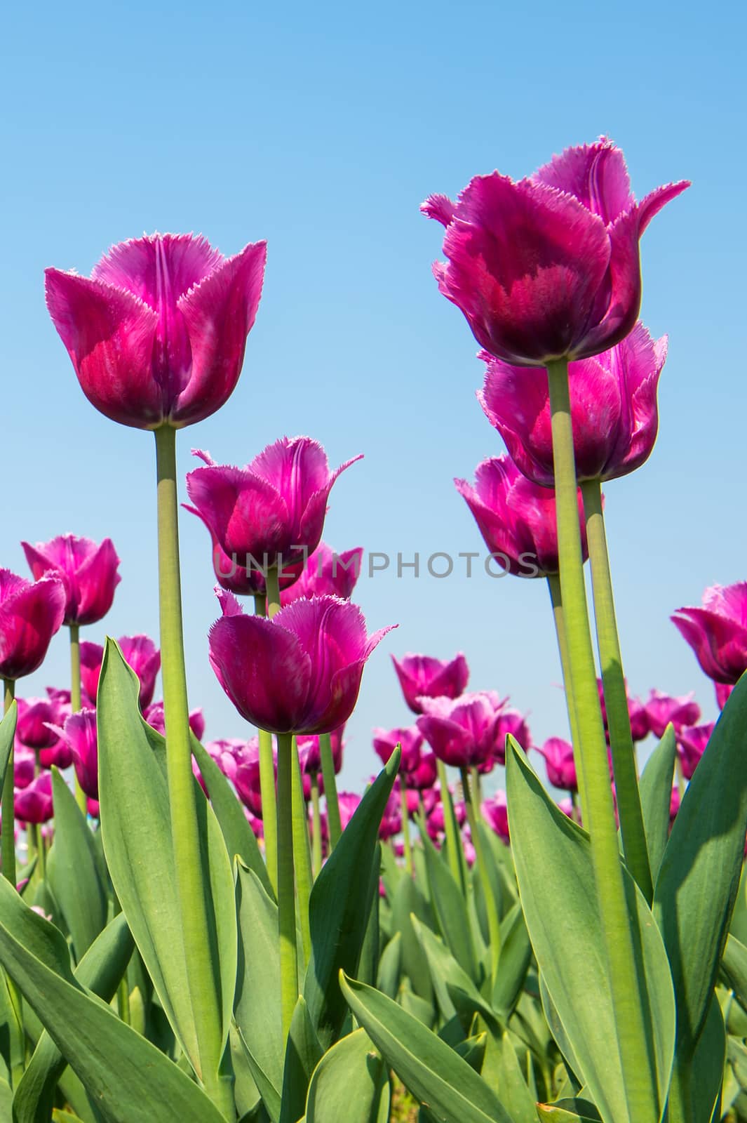 Colorful tulips, tulips in spring. by gutarphotoghaphy