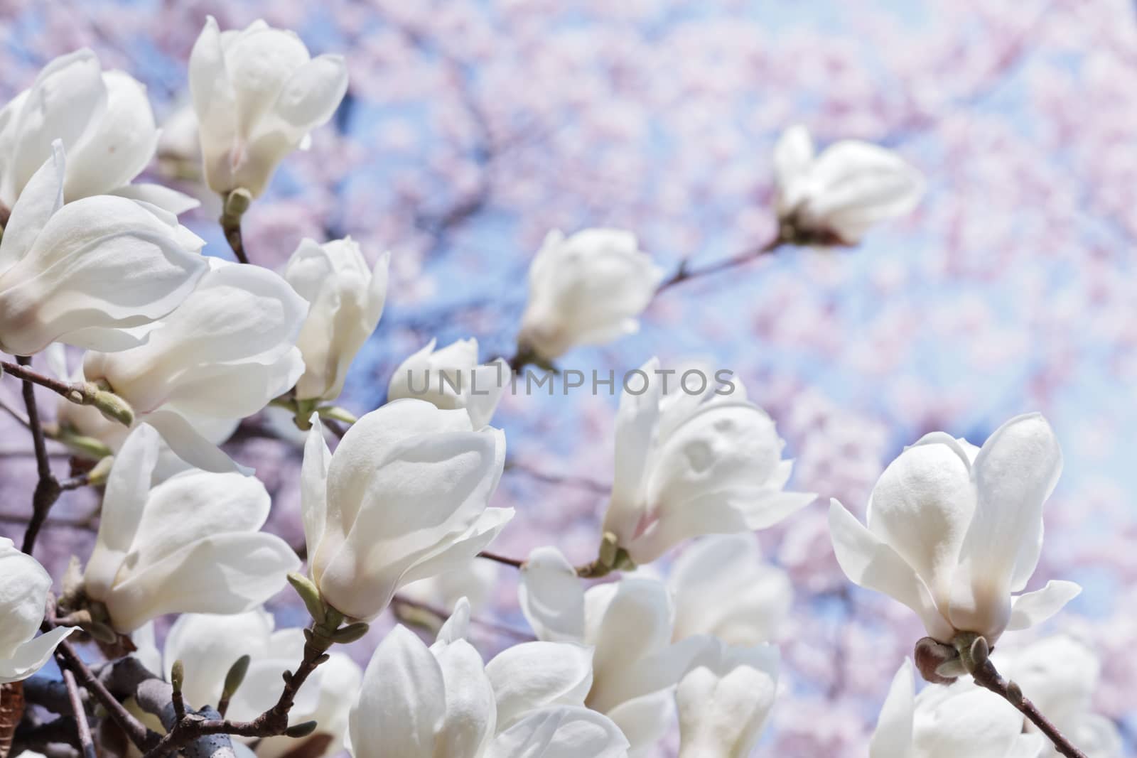 White magnolia flowers with selected focus over blooming cherry and blue sky