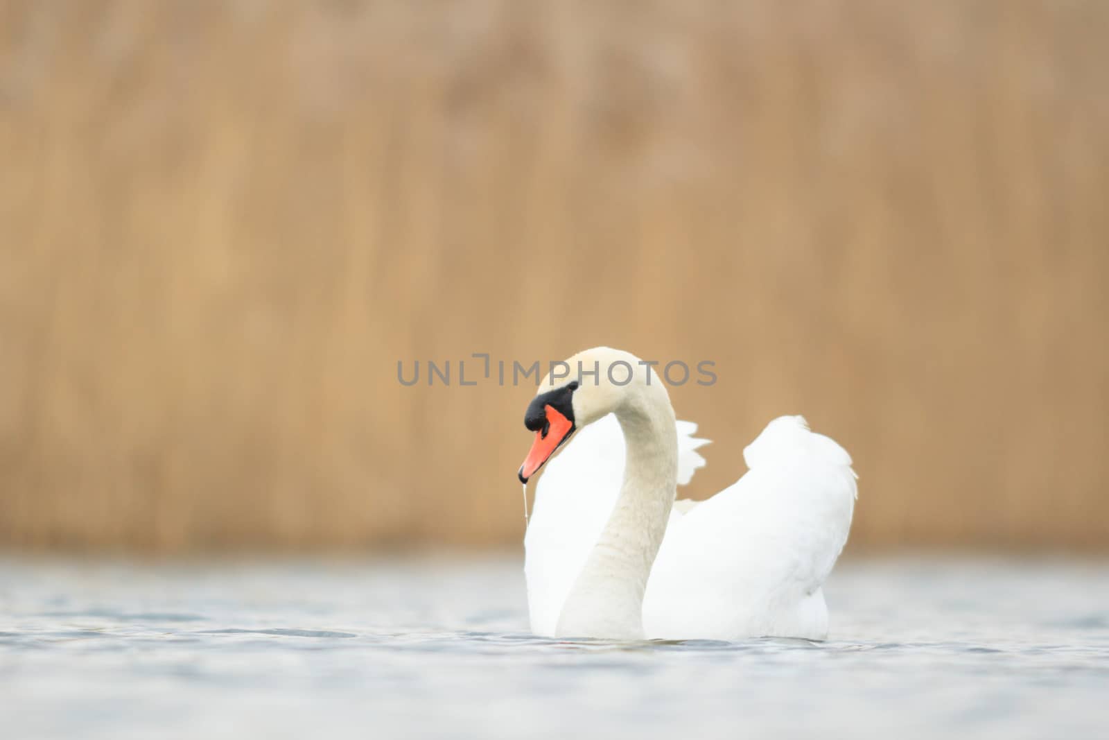 swan on blue lake in sunny day, swans on pond, nature series