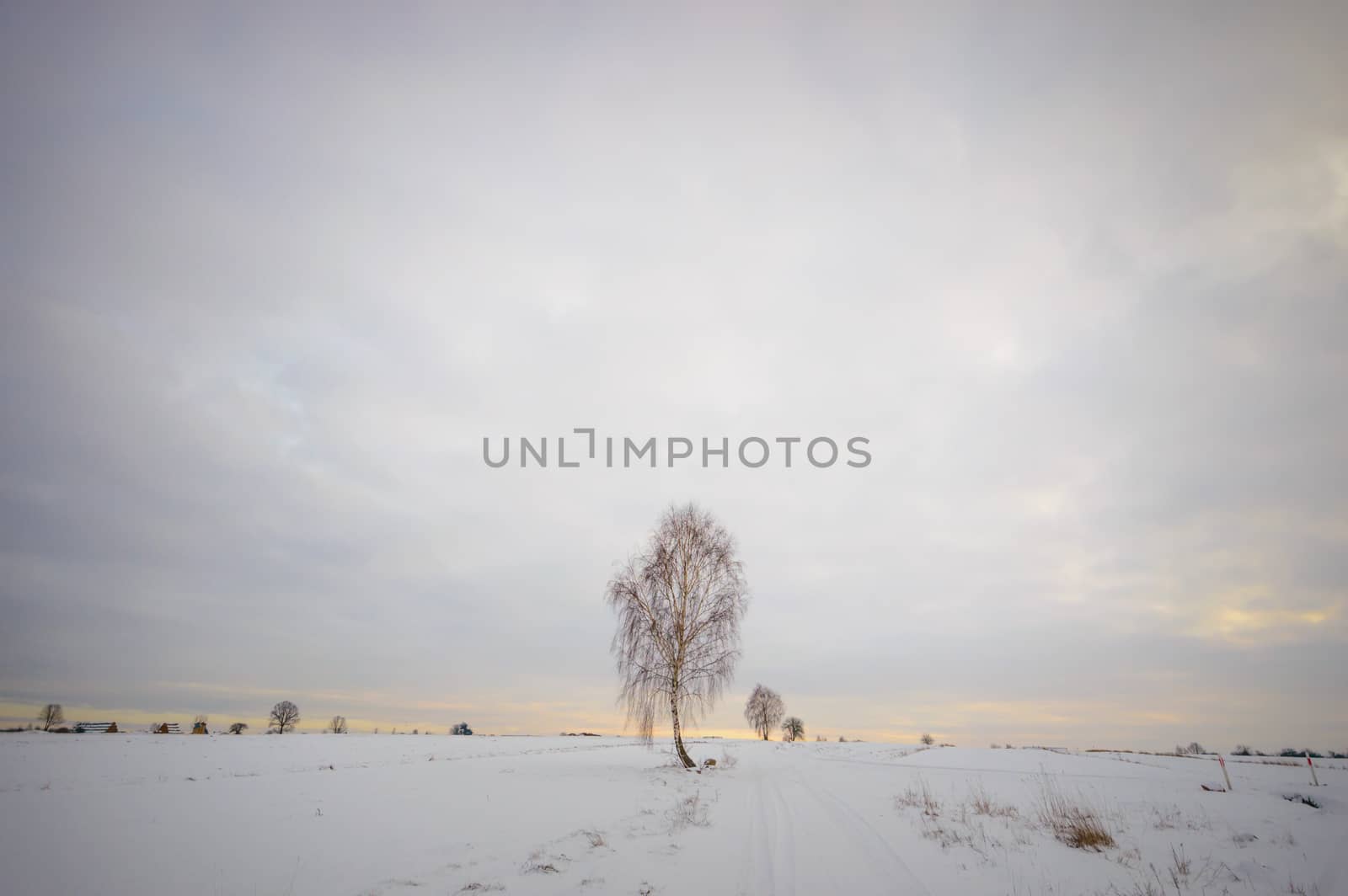 old big tree on color background with blue sky, nature series