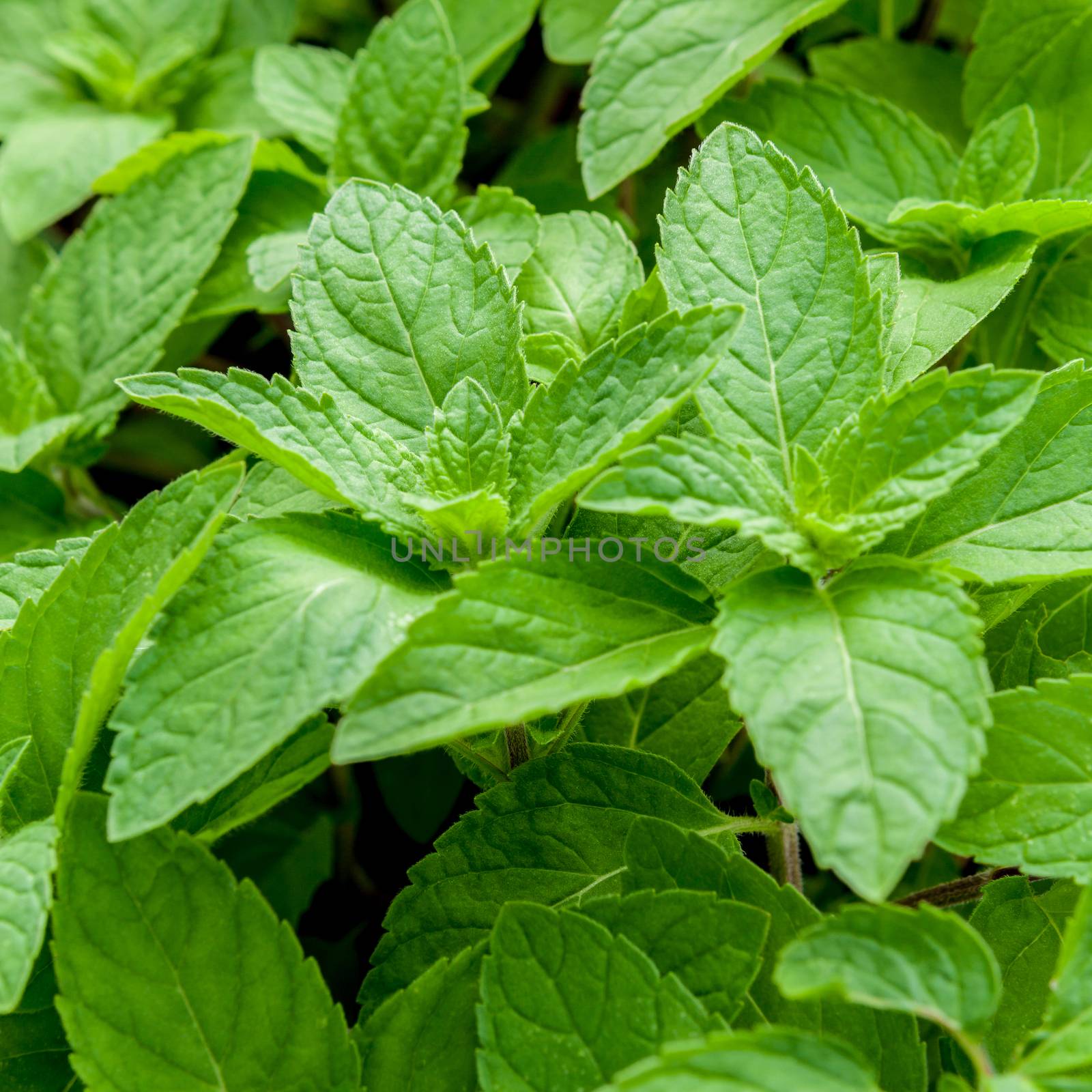 Closeup fresh growing peppermint leaves at vegetable garden.