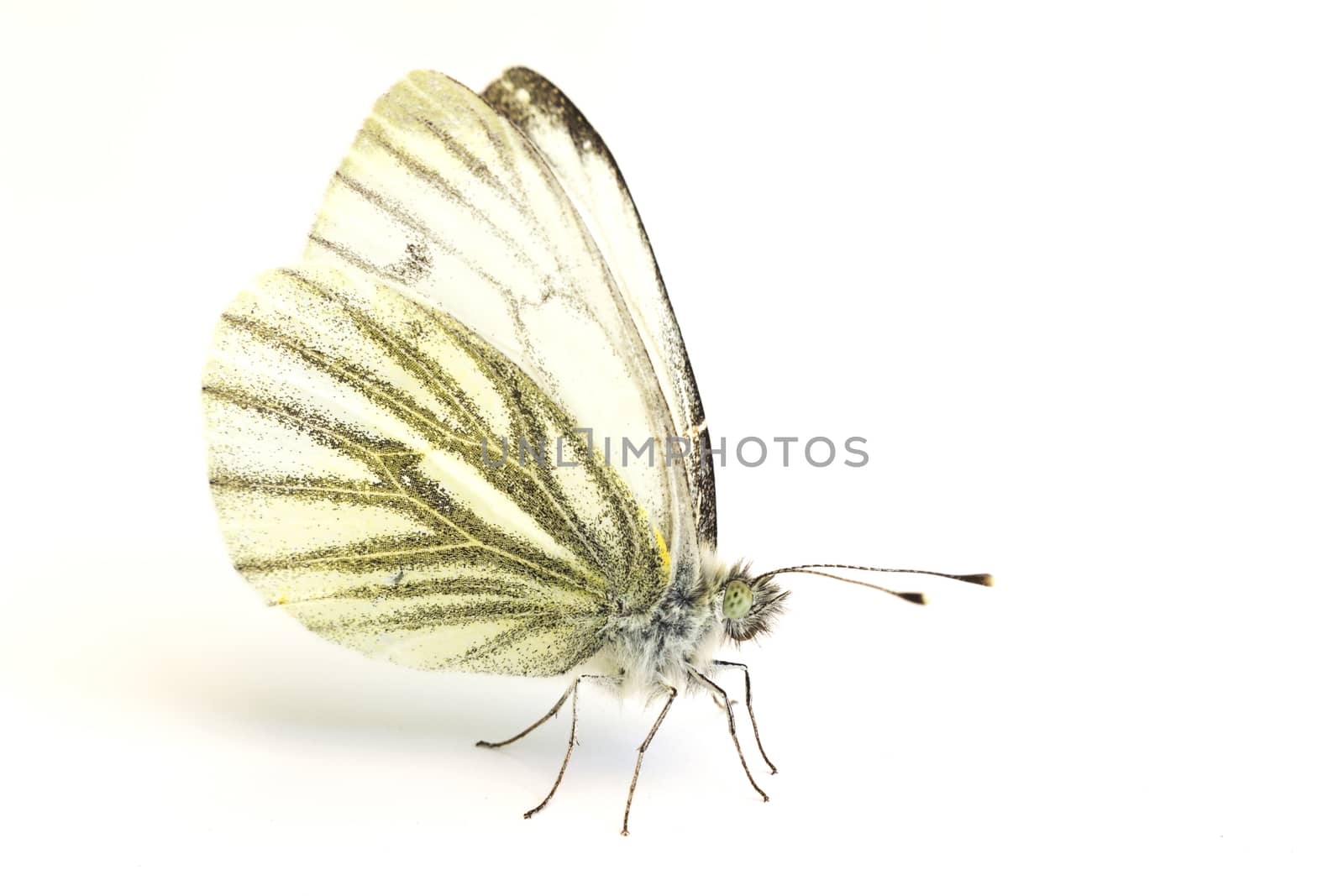 White butterfly isolated on white background