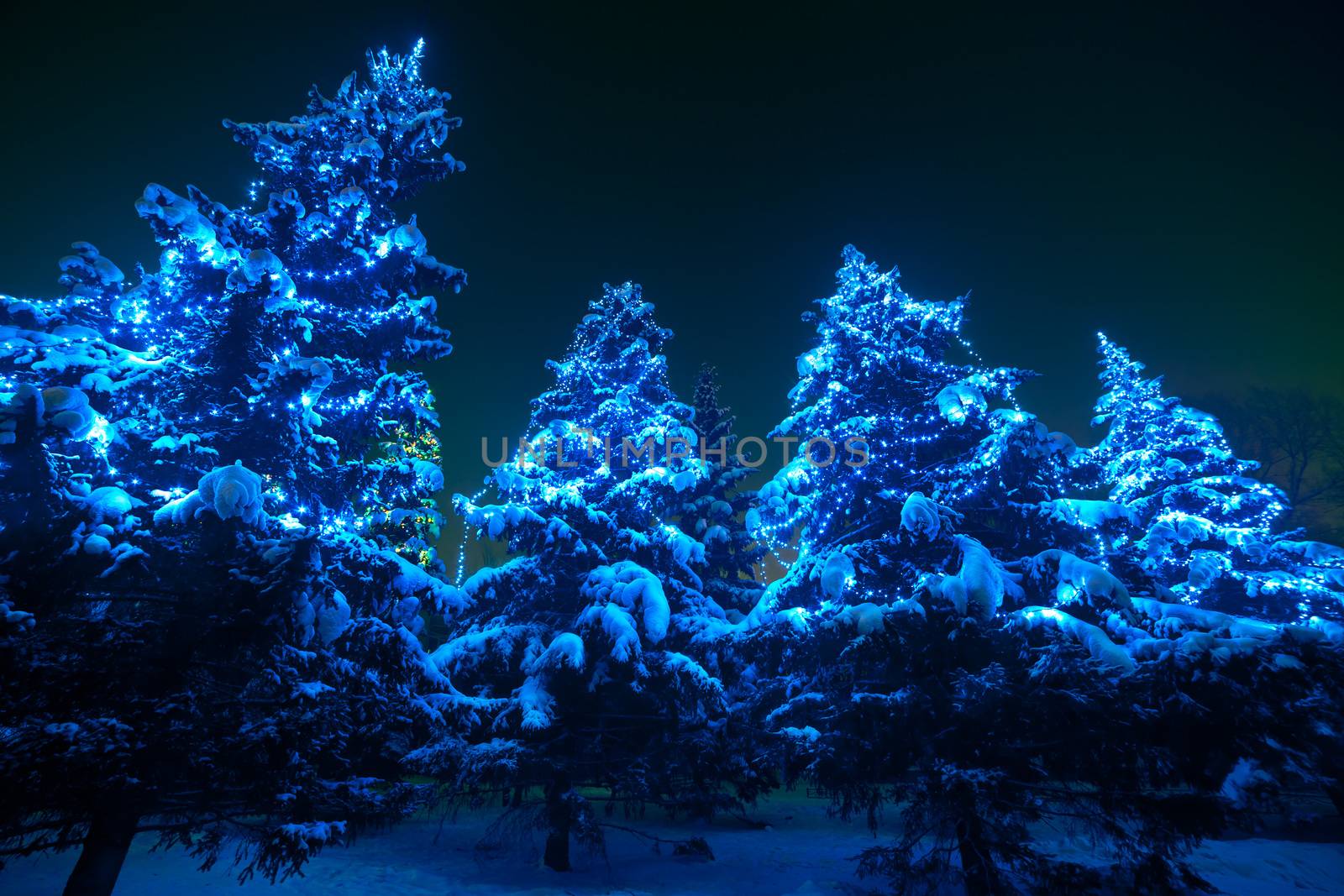 Snow covered Christmas tree lights in a winter wonderland forest by night. by Maynagashev