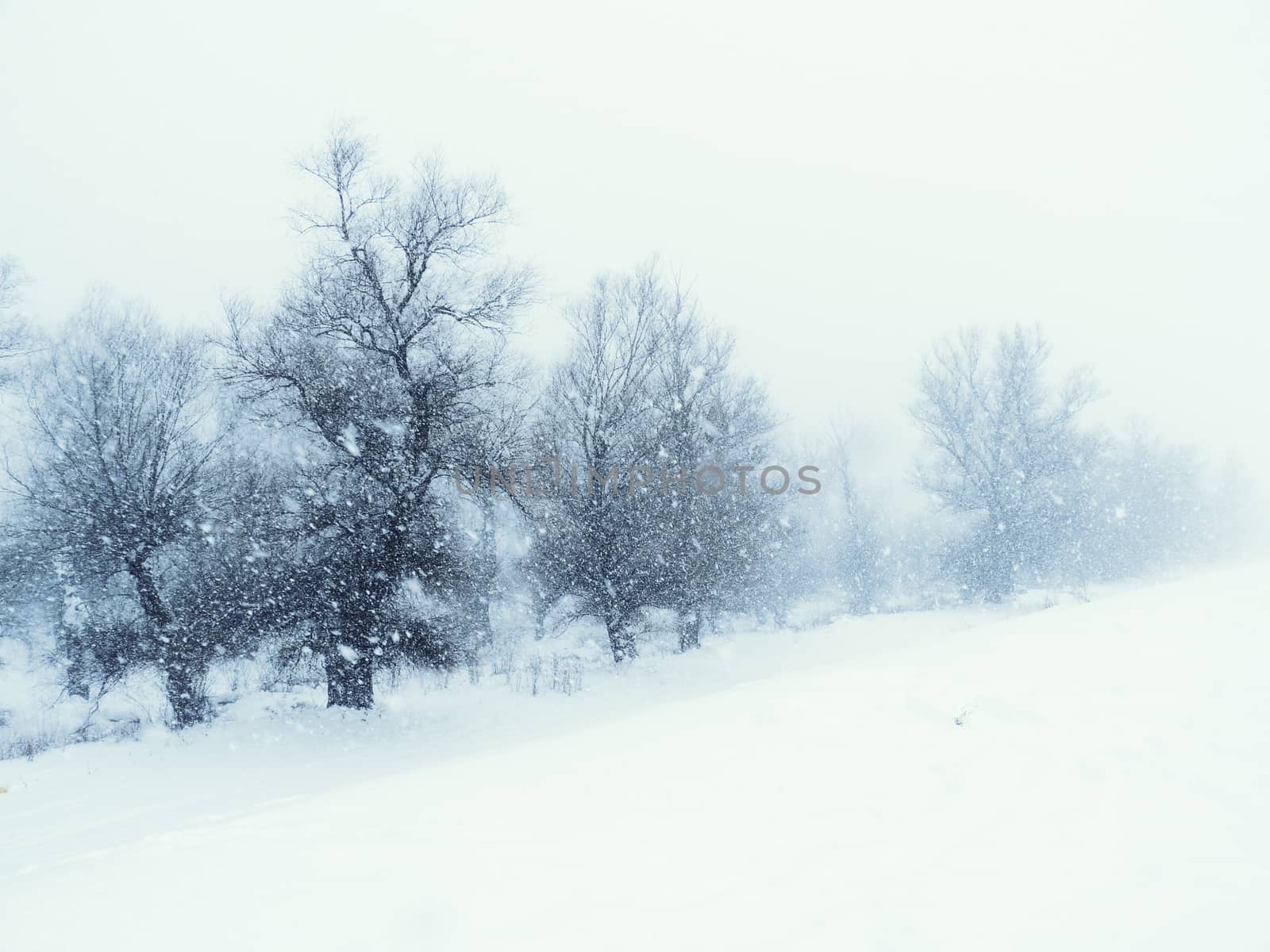 View on the forest at the time winter blizzard.Blue tone