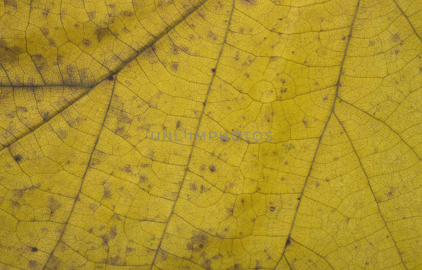 Macro photo of fallen yellow leaf in autumn