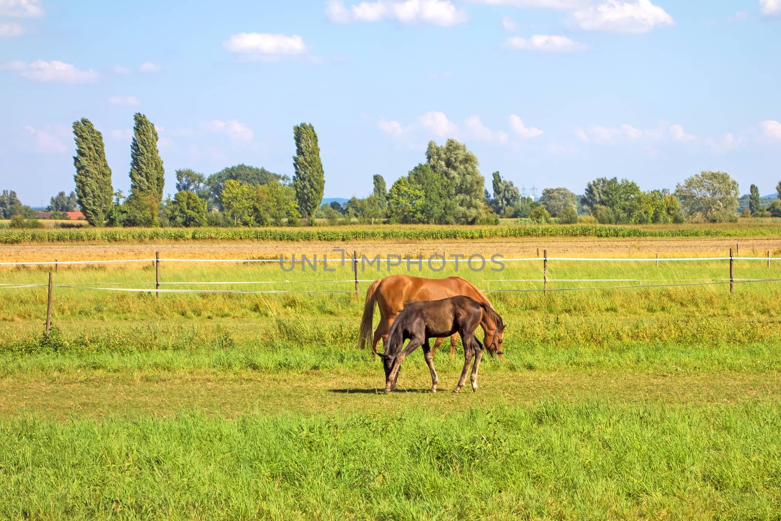 Horses on green meadow by aldorado