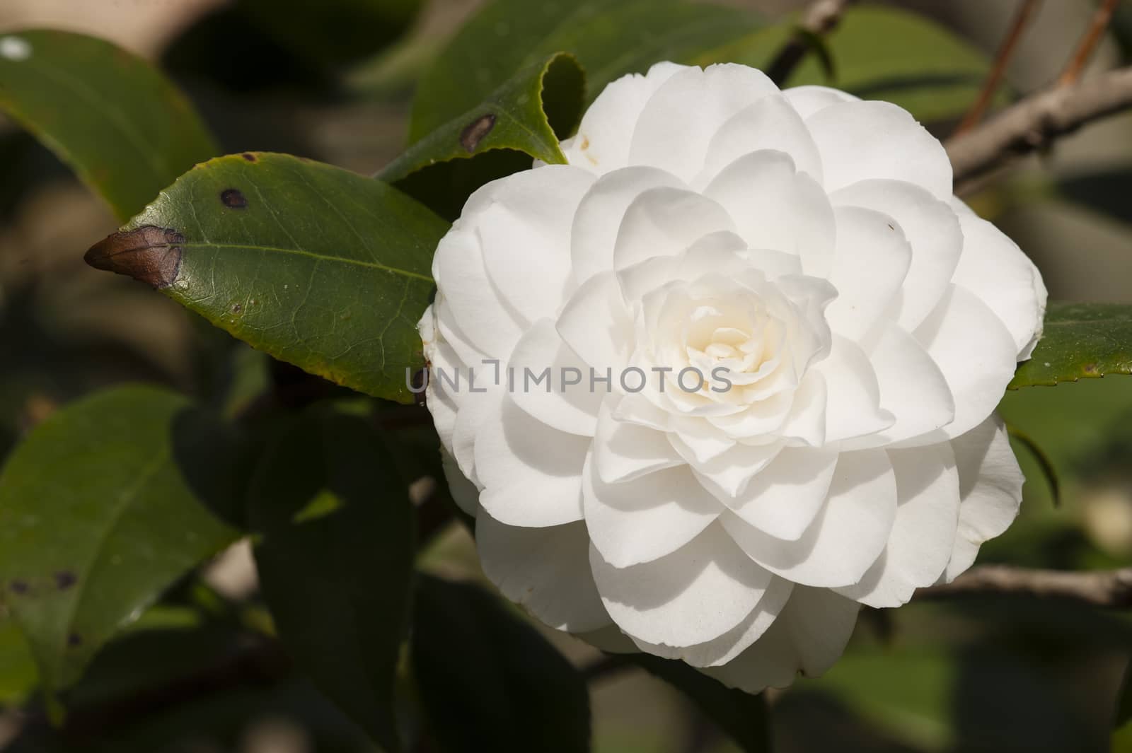 Small, pristine white flowers in full Spring bloom