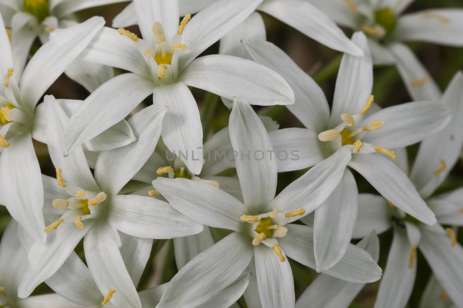 Small, pristine white flowers in full Spring bloom