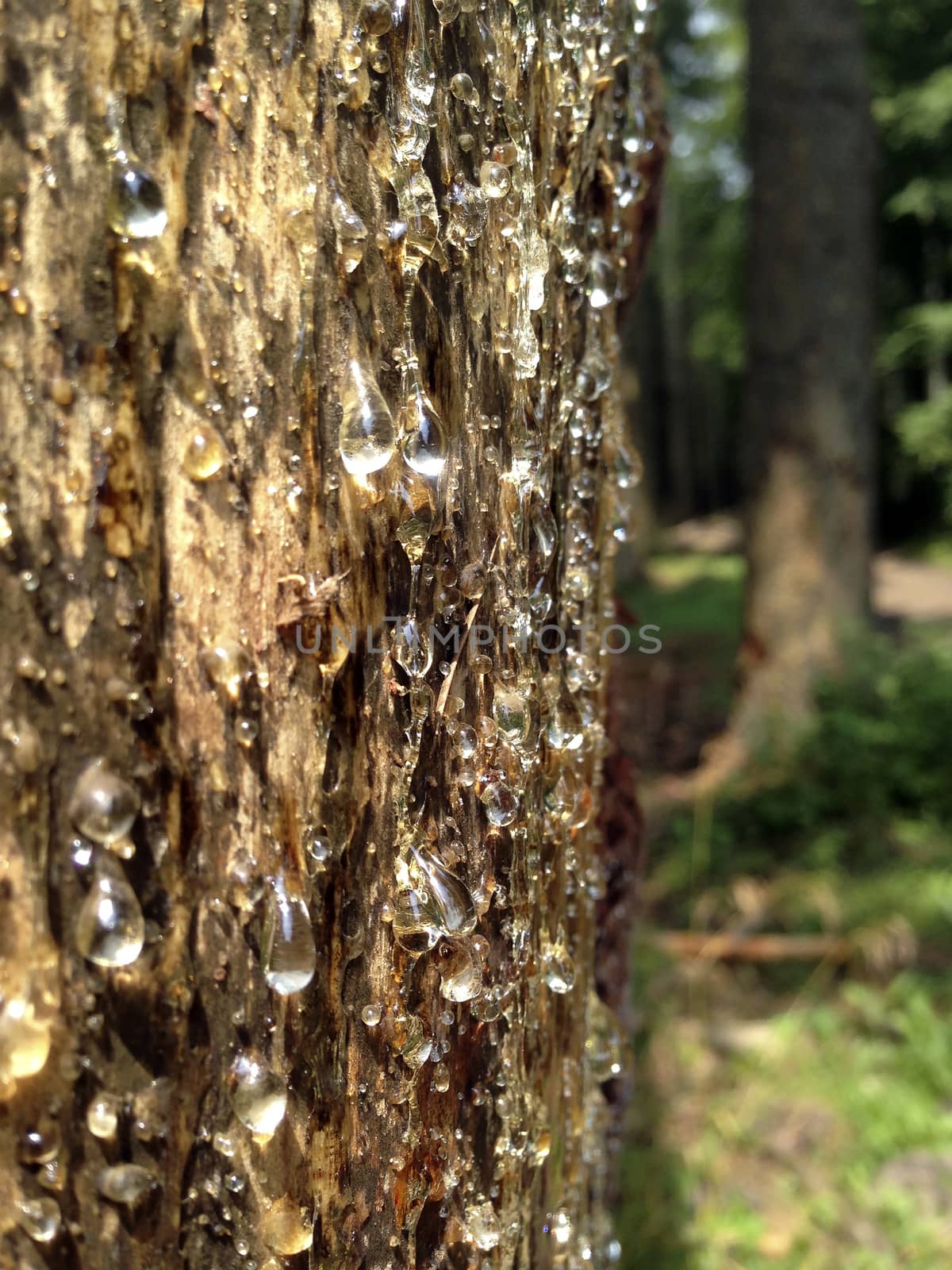 Taken in the forests of Luxembourg. The hardened resin makes a shimmering mirror effekt, and reflects sunlight like crystals.