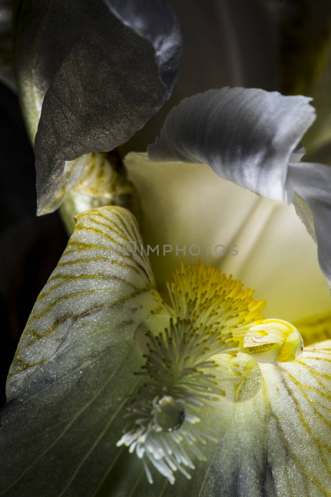 Water drops on white iris flower pistils