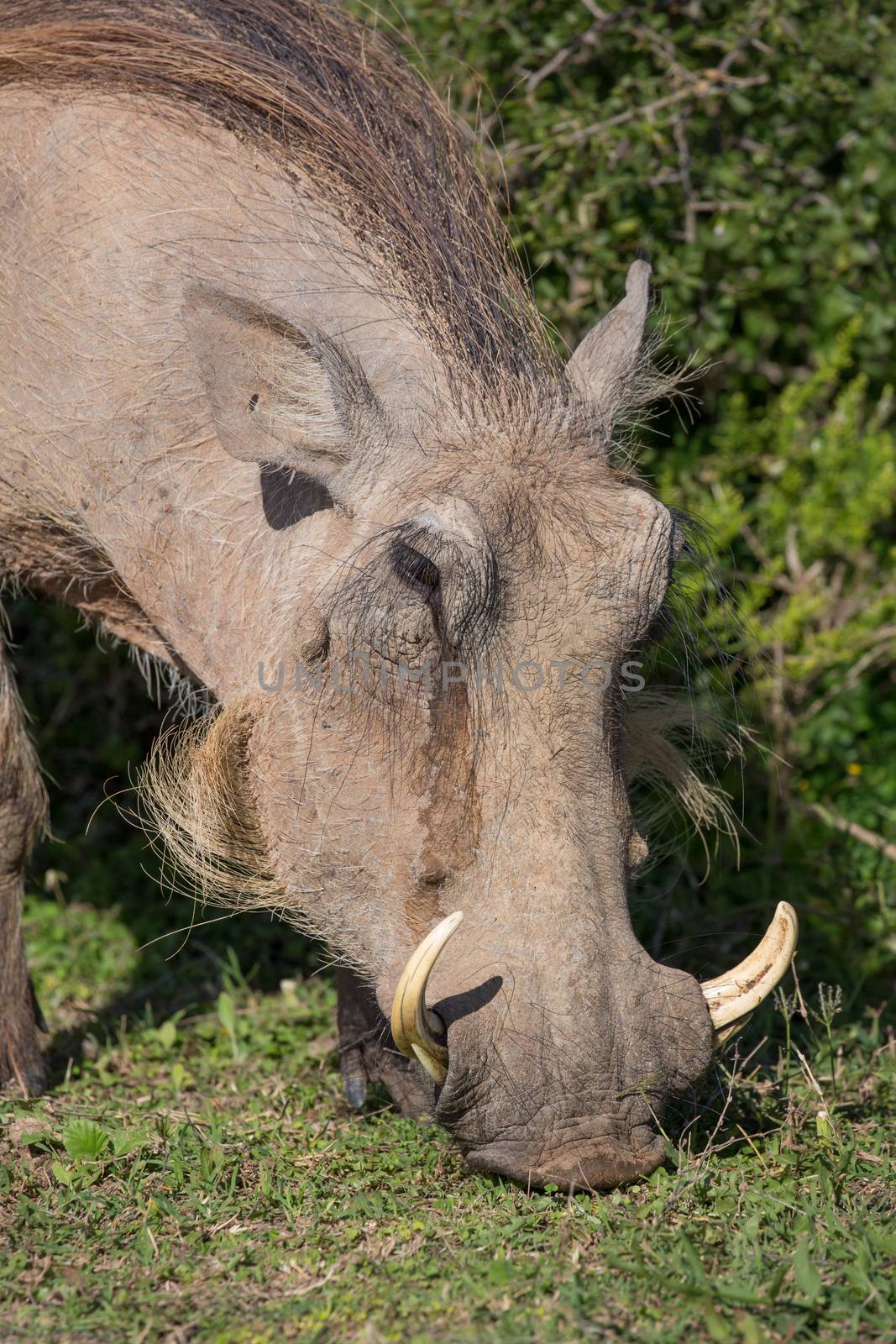 Warthog Eating by fouroaks
