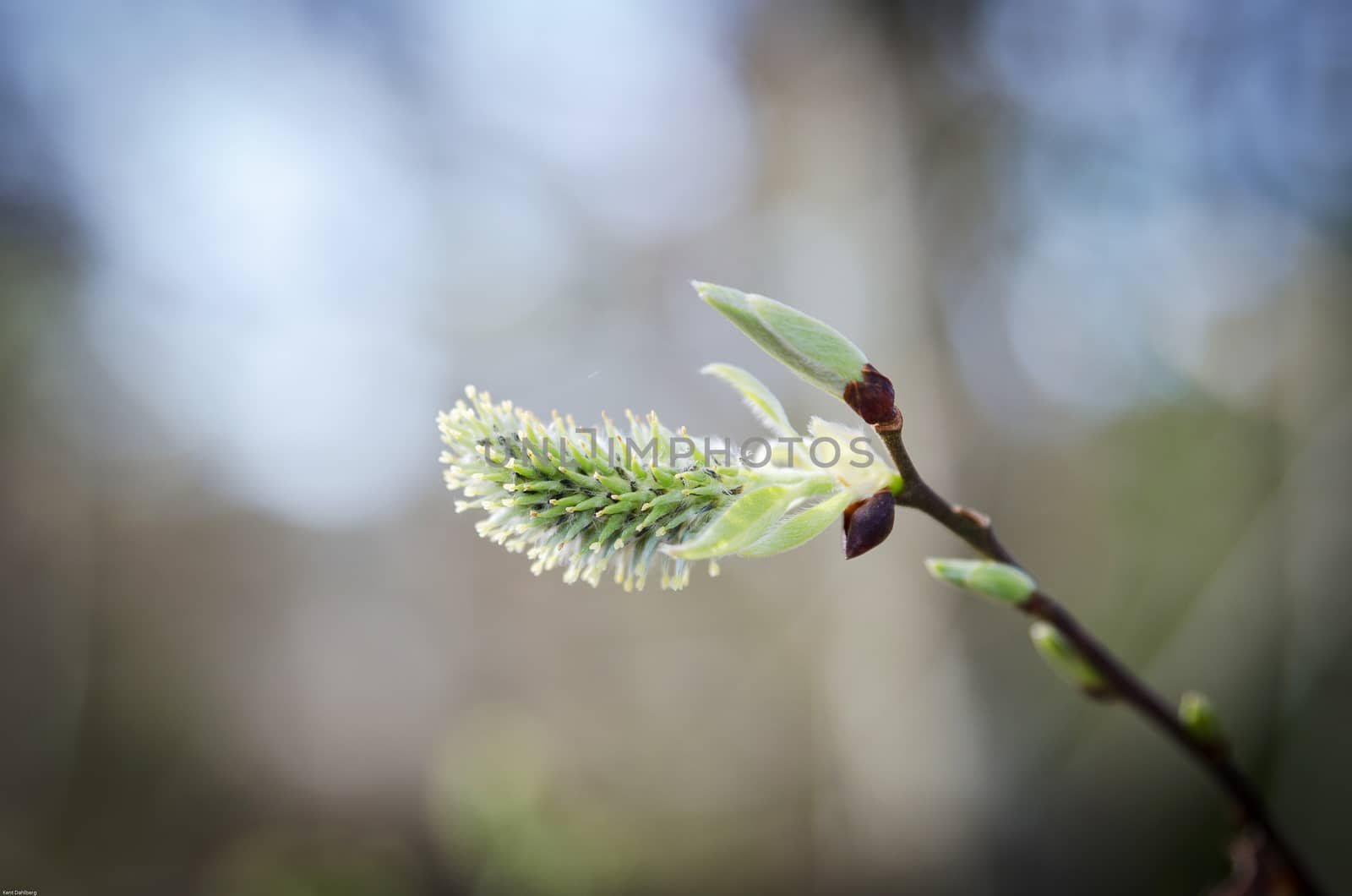 one willow bud on the three in early spring