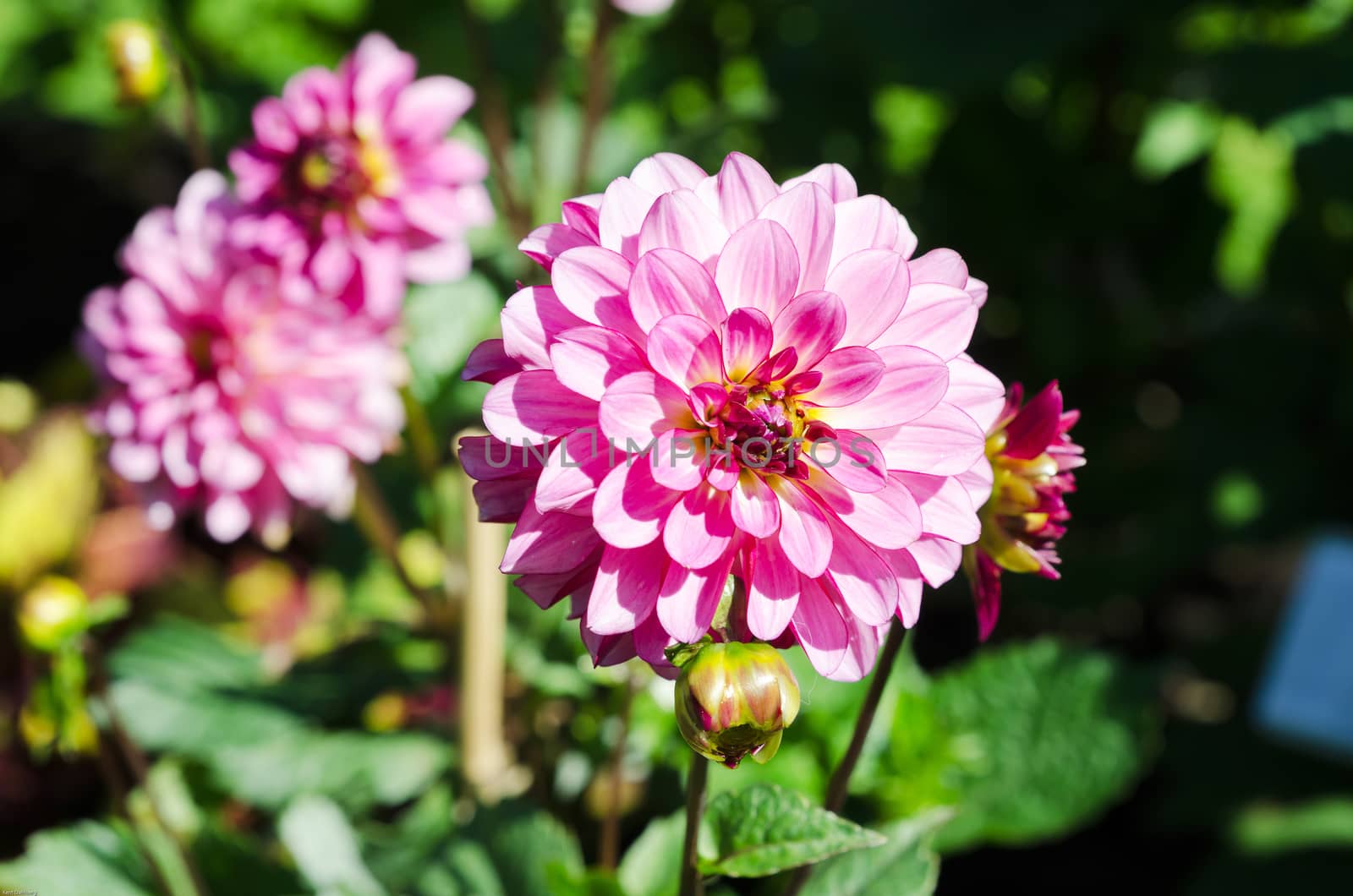 pink satelite a very beutiful flower in the family dahlia