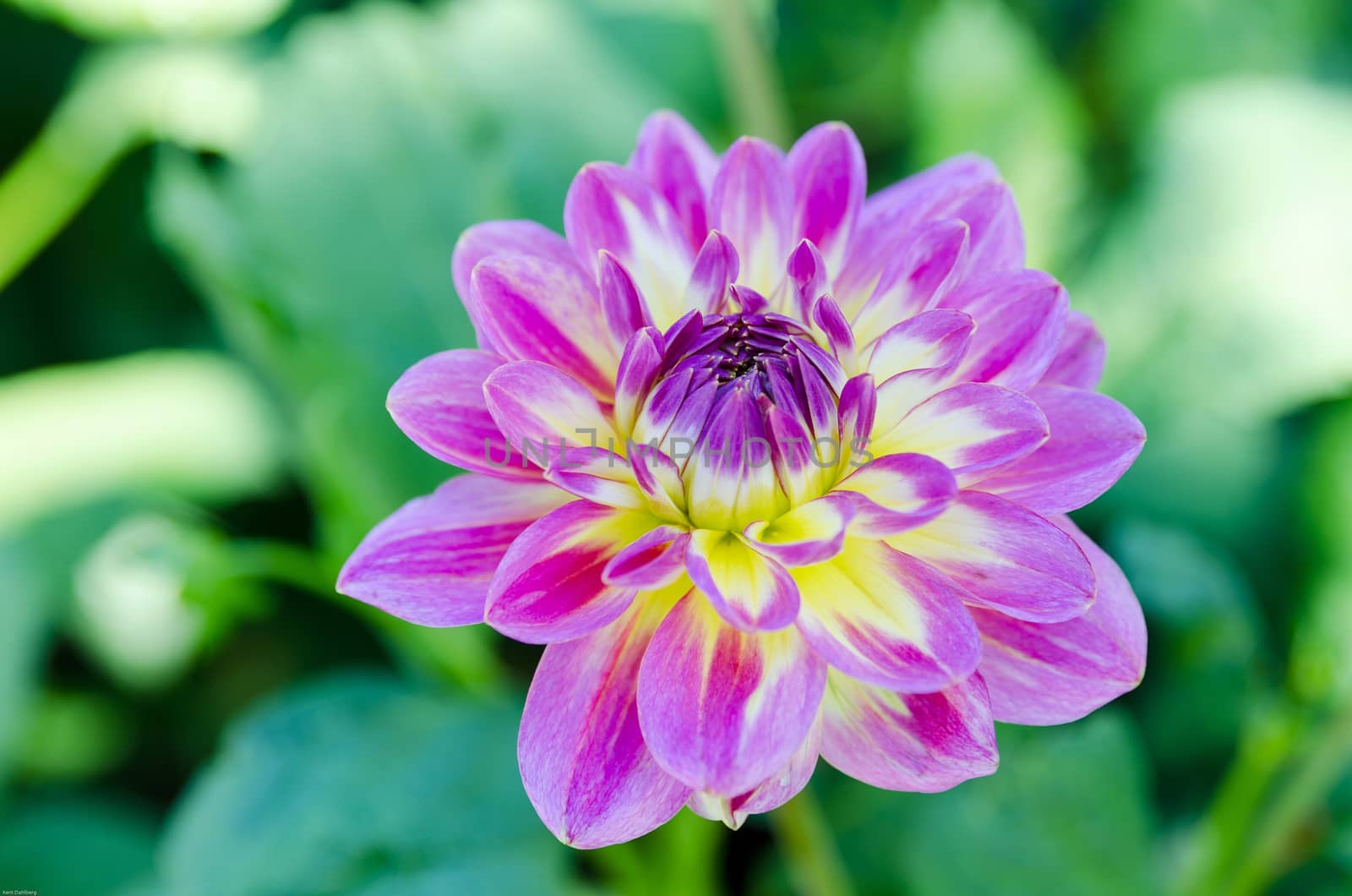 One lovely flower from the family dahlia the name is Rundale