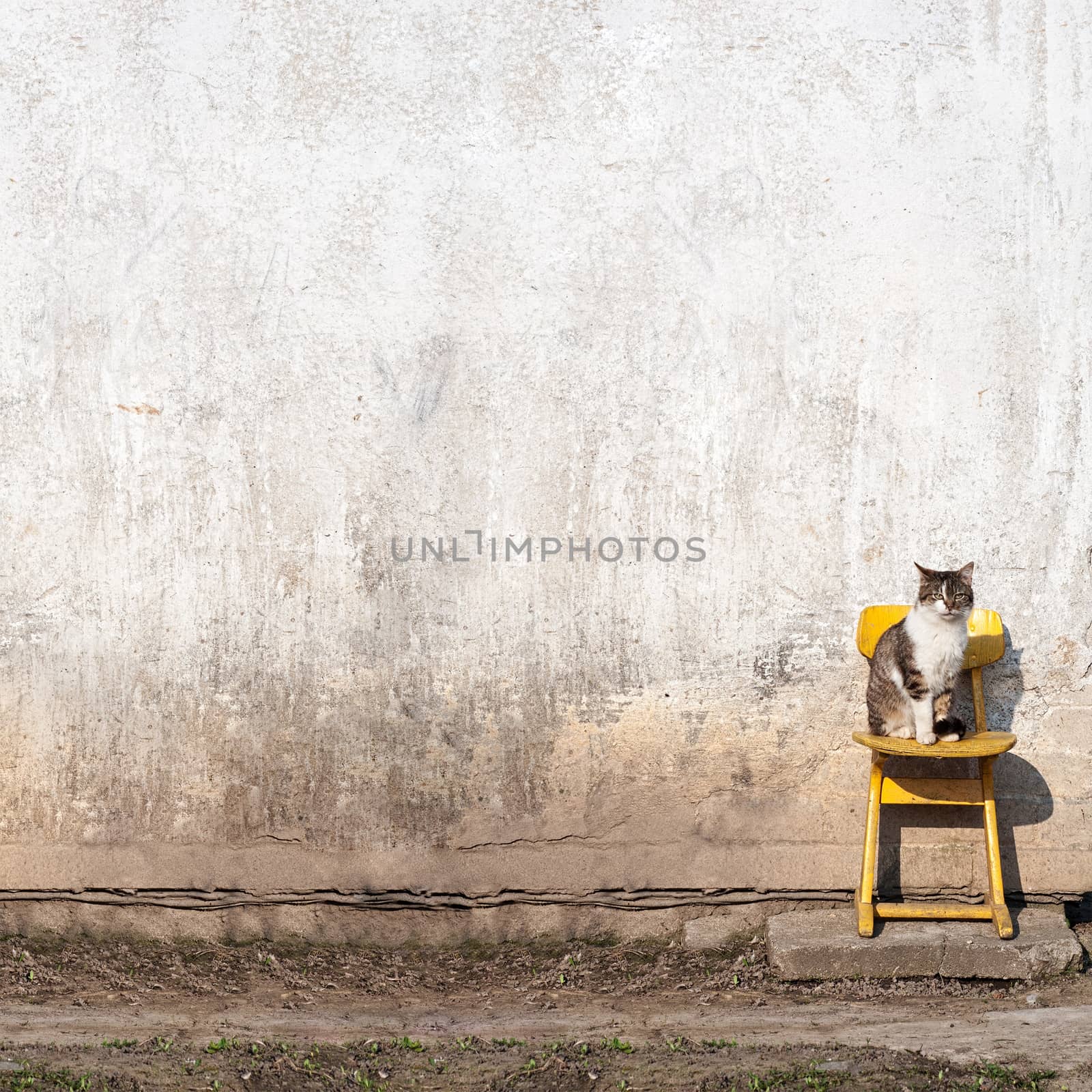 cat sitting on the yellow  chair near the wall