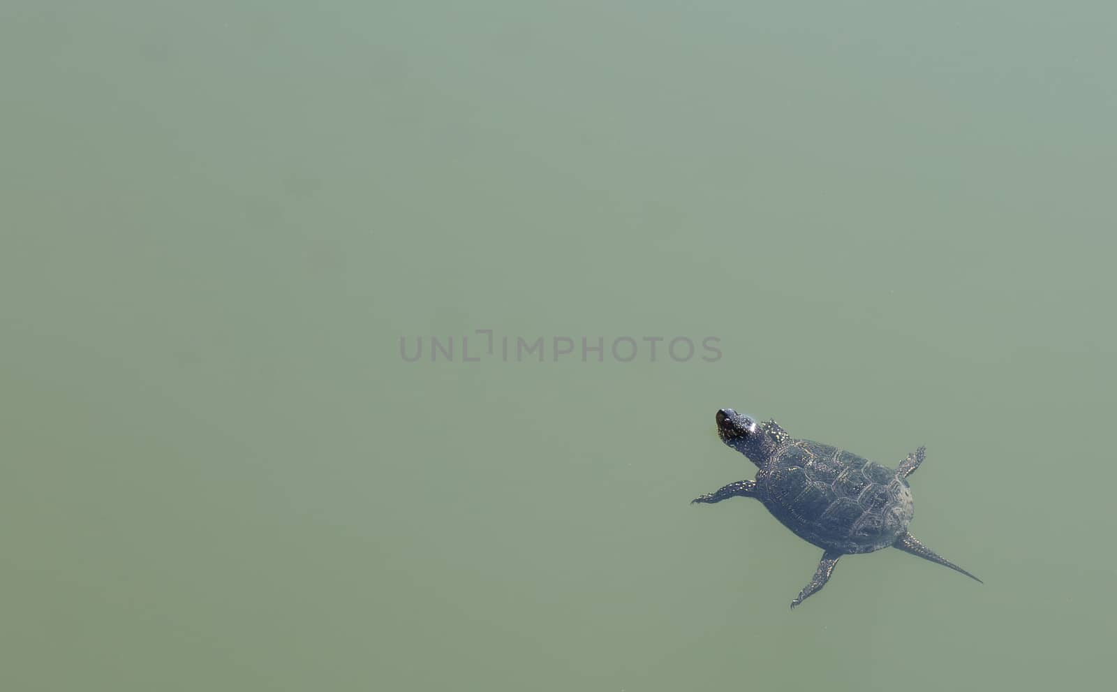 A turtle on the lake in spring day