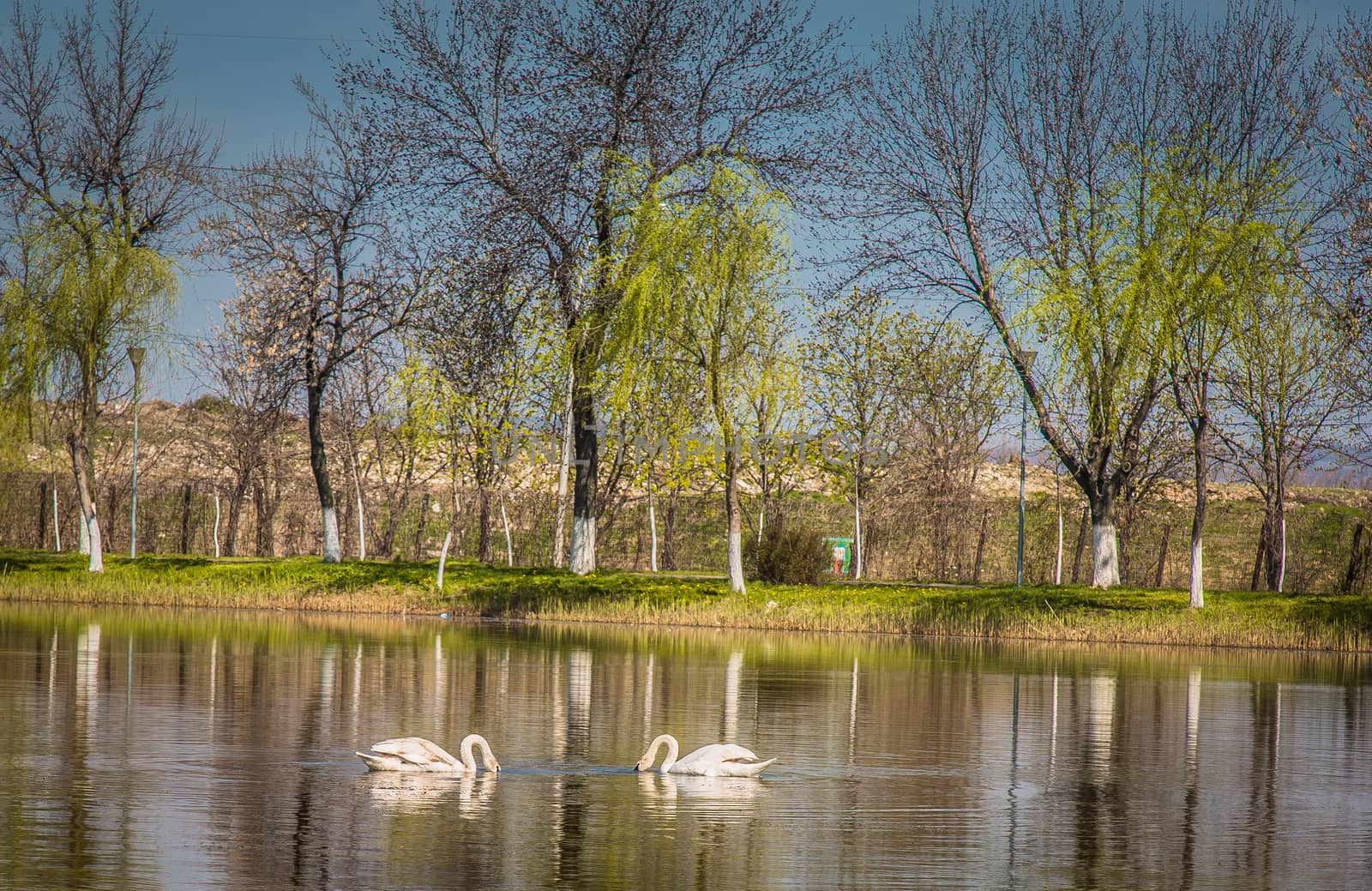 Swans on the lake by sonyc